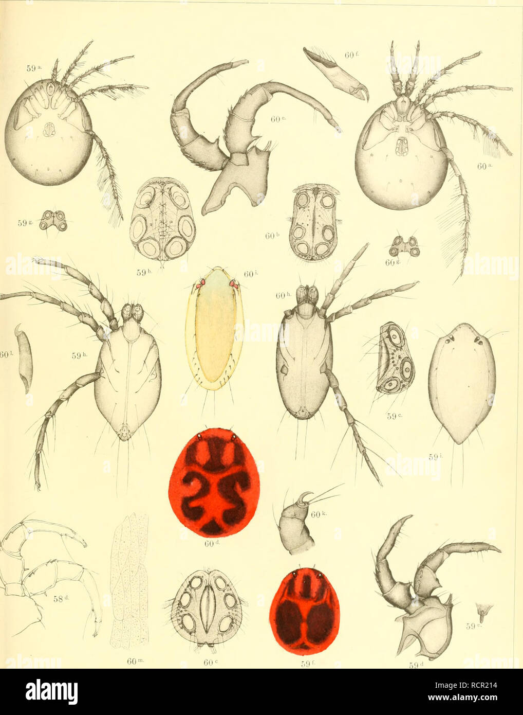 . Deutschlands Hydrachniden. Hydrachnidae; gli acari. Zoolog-ica XXII. Taf. XXIII.. Annuncio Pieisig nat. del. Verlag von Erwin Nägele a Stoccarda. Lichtdruck von mai-tiu Romiiiel &AMP; Co. a Stoccarda.. Si prega di notare che queste immagini vengono estratte dalla pagina sottoposta a scansione di immagini che possono essere state migliorate digitalmente per la leggibilità - Colorazione e aspetto di queste illustrazioni potrebbero non perfettamente assomigliano al lavoro originale. Piersig, R. Stuttgart : E. Nägele Foto Stock