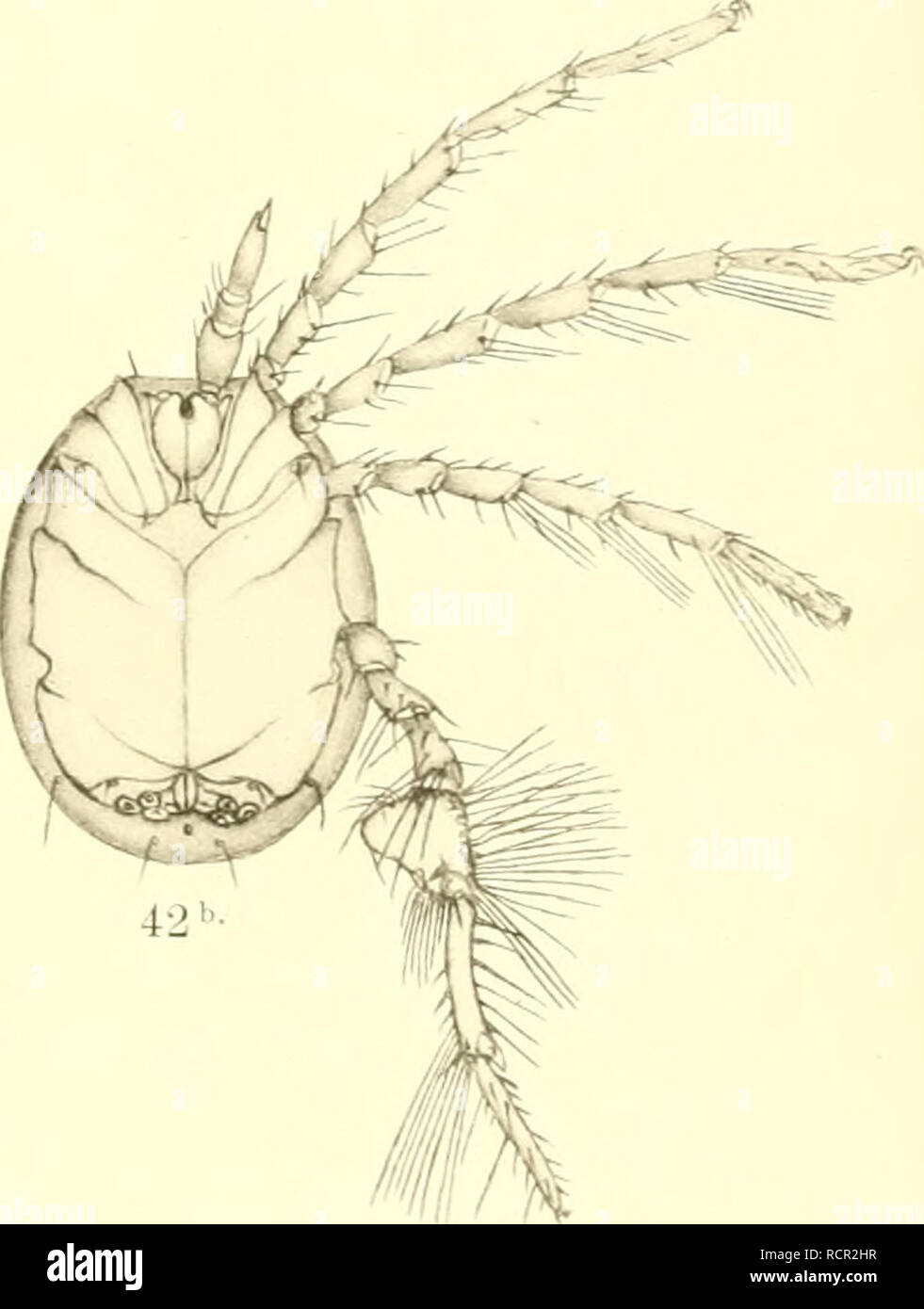 . Deutschlands Hydrachniden. Hydrachnidae; gli acari. 42 &lt;. Si prega di notare che queste immagini vengono estratte dalla pagina sottoposta a scansione di immagini che possono essere state migliorate digitalmente per la leggibilità - Colorazione e aspetto di queste illustrazioni potrebbero non perfettamente assomigliano al lavoro originale. Piersig, R. Stuttgart : E. Nägele Foto Stock