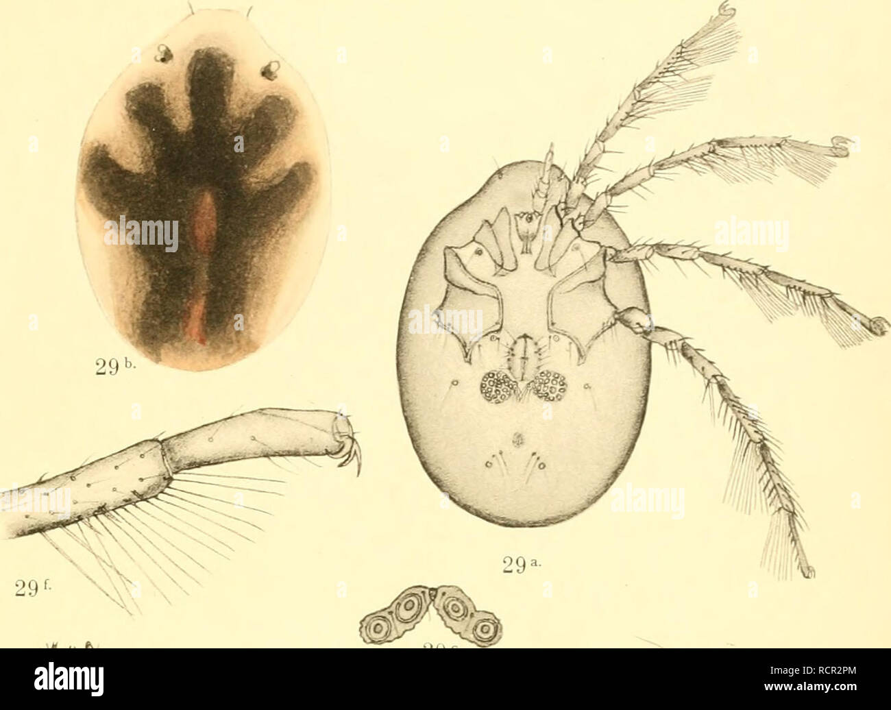 . Deutschlands Hydrachniden. Hydrachnidae; gli acari. . Si prega di notare che queste immagini vengono estratte dalla pagina sottoposta a scansione di immagini che possono essere state migliorate digitalmente per la leggibilità - Colorazione e aspetto di queste illustrazioni potrebbero non perfettamente assomigliano al lavoro originale. Piersig, R. Stuttgart : E. Nägele Foto Stock