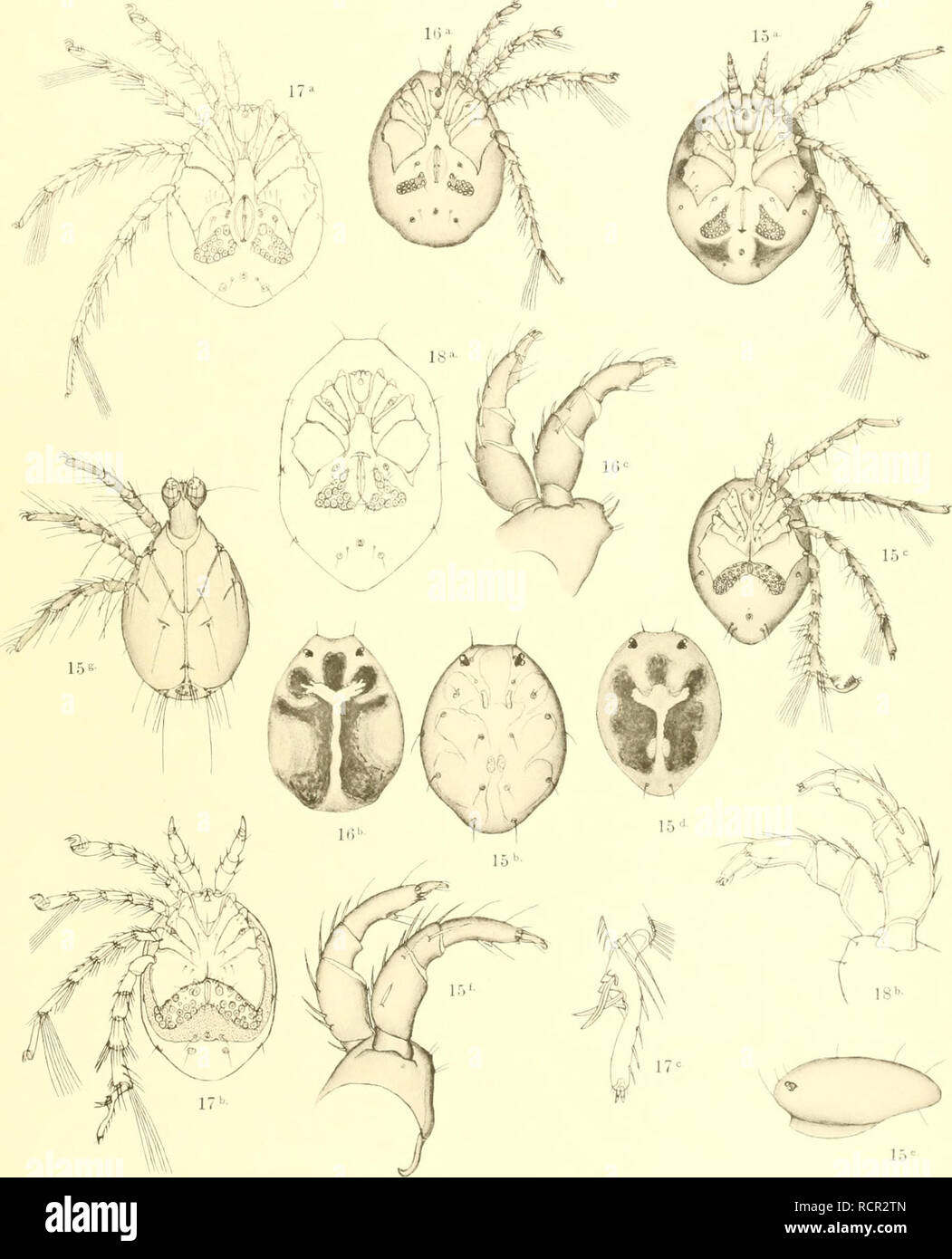 . Deutschlands Hydrachniden. Hydrachnidae; gli acari. Zoologica XXII. Tai VIII. R- Piersig annuncio nat. del. Verla? Von Erwin Näsele in StnttRai-t.. Si prega di notare che queste immagini vengono estratte dalla pagina sottoposta a scansione di immagini che possono essere state migliorate digitalmente per la leggibilità - Colorazione e aspetto di queste illustrazioni potrebbero non perfettamente assomigliano al lavoro originale. Piersig, R. Stuttgart : E. Nägele Foto Stock