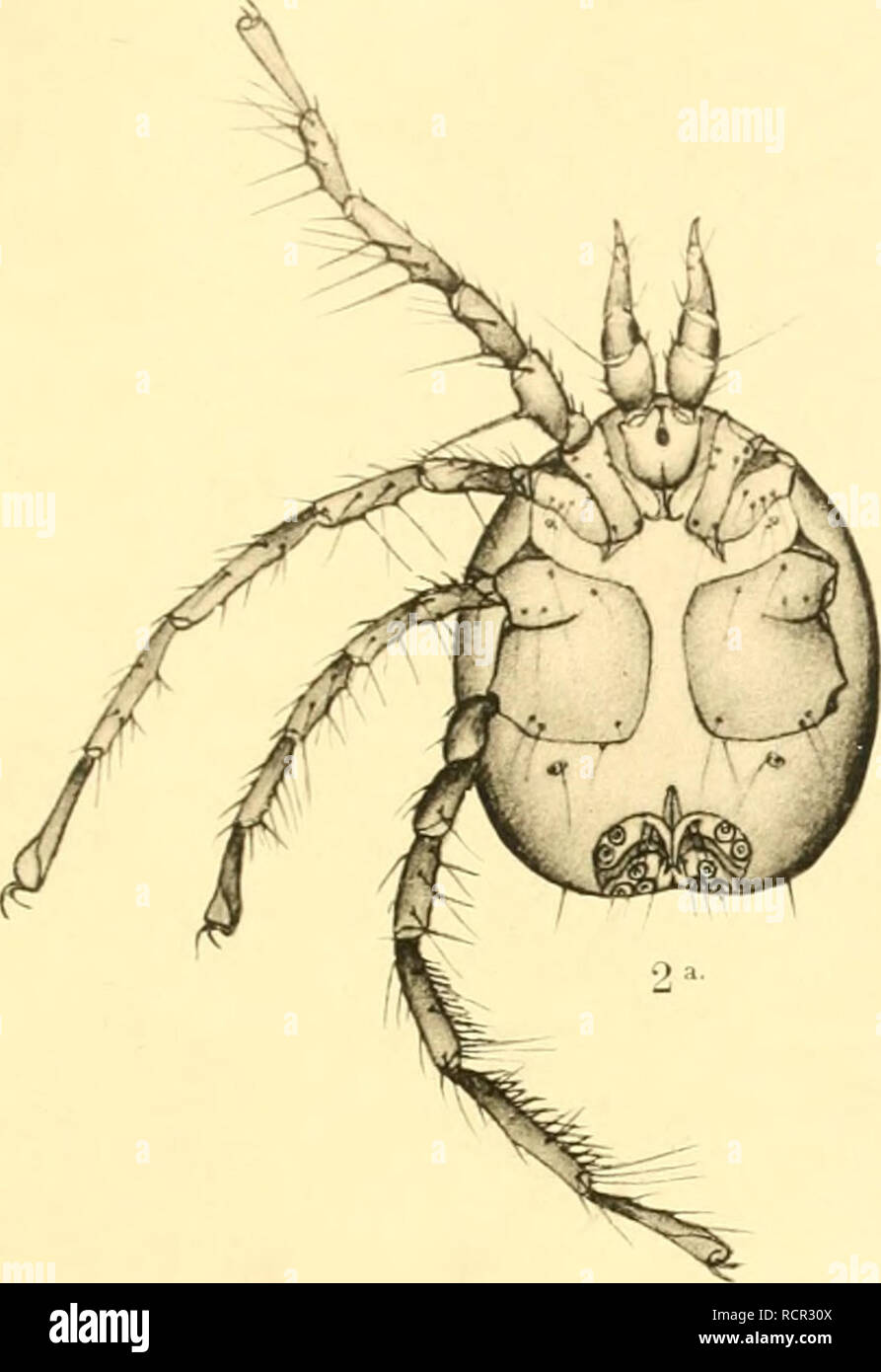 . Deutschlands Hydrachniden. Hydrachnidae; gli acari. Zoologica XXII. Taf. l. - H"!. Si prega di notare che queste immagini vengono estratte dalla pagina sottoposta a scansione di immagini che possono essere state migliorate digitalmente per la leggibilità - Colorazione e aspetto di queste illustrazioni potrebbero non perfettamente assomigliano al lavoro originale. Piersig, R. Stuttgart : E. Nägele Foto Stock