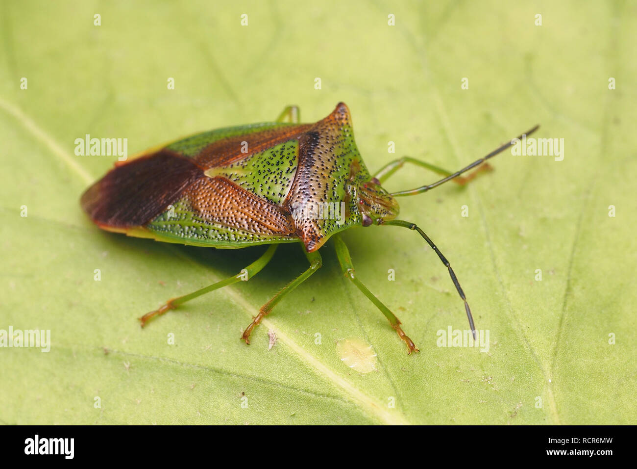 Svernamento Shieldbug biancospino (Acanthosoma haemorrhoidale) a riposo sul lato inferiore della foglia di edera. Tipperary, Irlanda Foto Stock