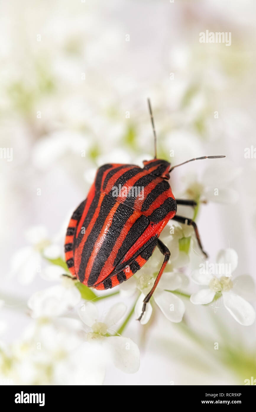 Graphosoma lineatum Foto Stock