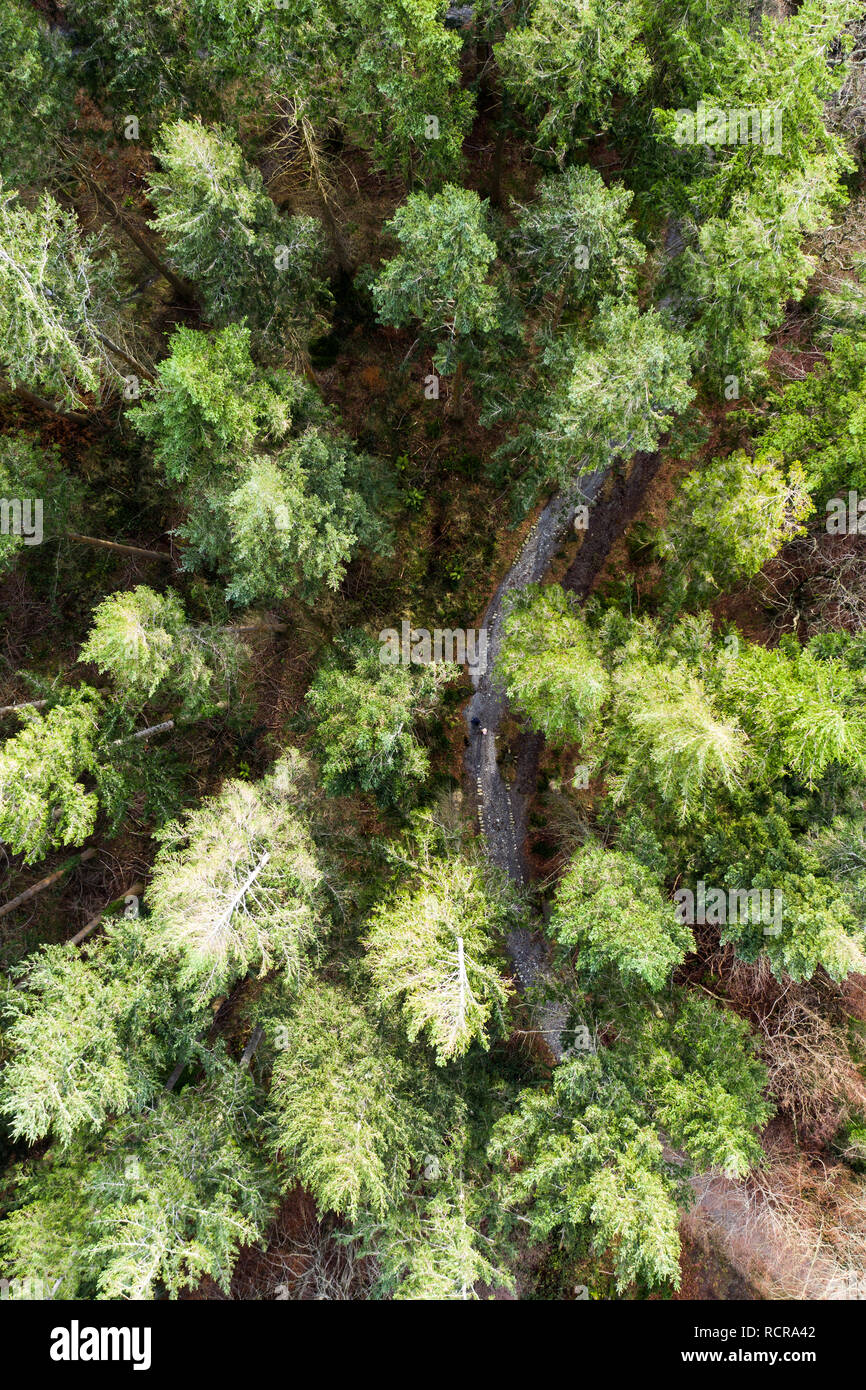 Un giorno nella vita di una poiana Foto Stock