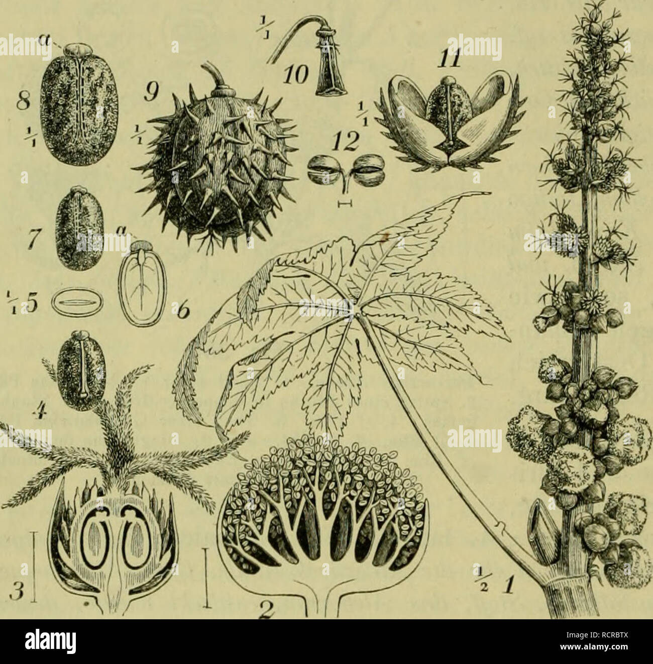 . Deutsche Flora. Pharmaceutisch-medicinische Botanik. Ein Grundriss der systematischen Botanik zum Selbststudium für Aerzte, Apotheker und Botaniker. Piante; piante medicinali. 590 Petalanthae, Tricoccae. elastica Krst. H. Giiyanensis Auhl. Siphonia elastica Pers. 20 m. di hohe Bäume Guyana, dessen 0,6 m. dicker Stamm durch Einschnitte vorzugsweise den Milch- liefert saft, der eingedickt als bestes Para-Kautschuck m den Handel kommt.' Bra- silianische Arten: H. Siphoida Kth. brasilieitsis Midi., H. scolorire Müll, ecc, scheinen den brasilianischen Kautschuck zu liefern. Das Indische oder Assam- Foto Stock