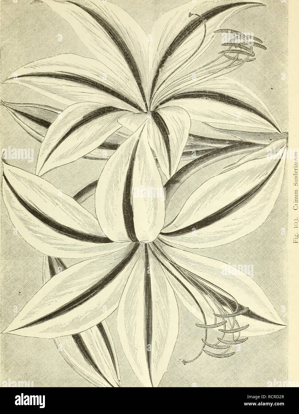 . Deutsche Garten-Zeitung. Il giardinaggio. 1886 n. 40 ] Heinnann (ChHstian Georg) Ortf/ies. 477. lebendig zu gestalten; Ideen, zumeist welche der Nächstenliebe galten. Ein selten reiches Paar, das trotz geringer äusserlicher ]littell dennoch solch' reichen Segen auf dem gemeinsamen Lebens- wege um sich suo verbreiten durfte. Hatte doch schon der Beruf den Vater dazu gedrängt, bereits im Jahre 1827 auf eigene mano die Hebung Bildung und der geistigen wie sittlichen Anlagen taub-. Si prega di notare che queste immagini vengono estratte dalla pagina sottoposta a scansione di immagini che possono essere state migliorate digitalmente per readabilit Foto Stock