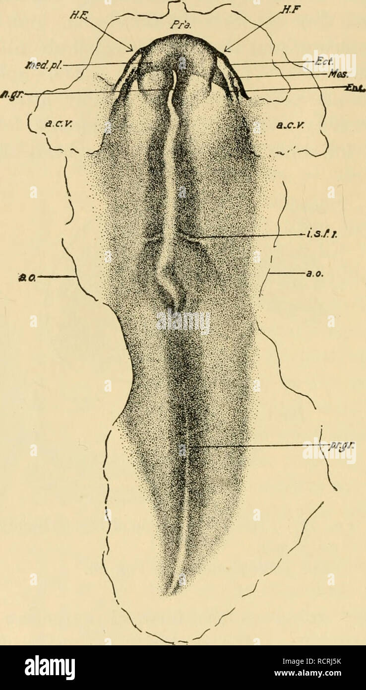 . Lo sviluppo del pulcino : introduzione all'embriologia. Embriologia; i polli -- embrioni. 94 LO SVILUPPO DEL pulcino di molto piatta cellule. I prolungamenti laterali possono essere considerate come dei diverticoli; successivamente questi crescono più rapidamente a quattro posti lungo la loro lunghezza, e di venire in contatto con il ectoderm. Pertanto quattro sacche sono stabiliti su ciascun lato come descritto in dettaglio. Fig. 48. -- Fase di lirst intcrsomitic scanalatura tracciata da un intero monte in balsamo dalla luce trasmessa a. c. v., Amnio-vescicola cardiaca, a. o.,- ner margine di zona opaca. Ect., Ectoderm. Ent., Entoderm H. F., Foto Stock