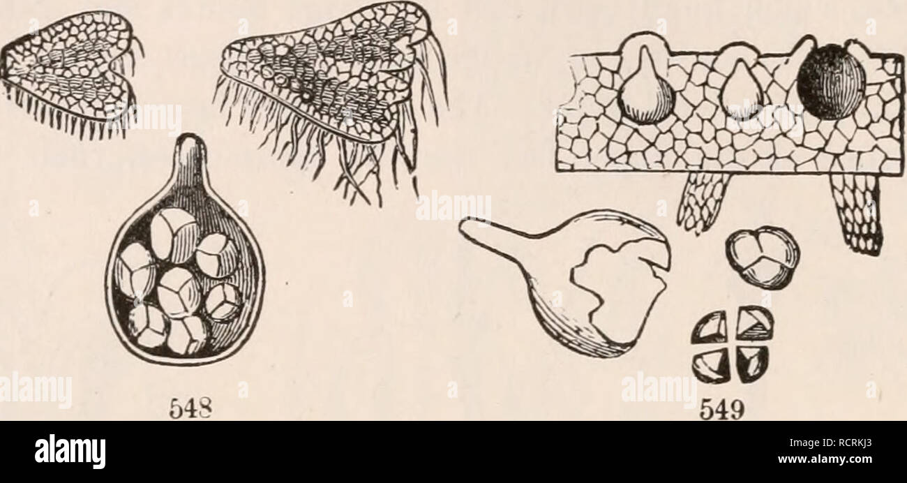 . Gli elementi di botanica per i principianti e per le scuole. Piante. 166 CRYPTOGAMOUS FLOWERLESS o piante. [Sezione 17. L'impianto stesso o i suoi organi essenziali, che devono essere descritti in modo dettagliato in libri separati e resi soggetti di studio speciale. 504. Tuttavia essa può essere bene per cercare di dare qualche idea generale di ciò che le alghe e licheni e funghi sono. Linneo aveva tutti sotto gli ordini di alghe e funghi. Successivamente i licheni sono state separate; ma 545 546 547. di fine è stato reso più probabile che un lichene è costituito da un'alga e un fungo congiunti. Almeno lo deve essere in Foto Stock