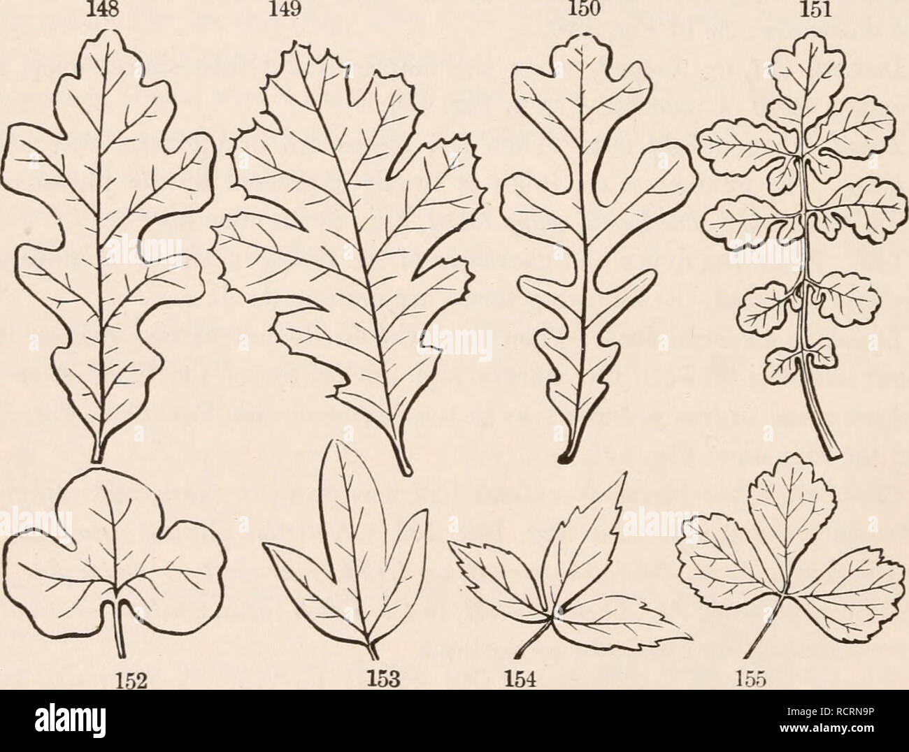 . Gli elementi di botanica per i principianti e per le scuole. Piante. 56 foglie. [Sezione 7 composto di foglia. Qui, usando la forma latina, la foglia è detto essere bisecato, trisected (Fig. 155), ecc., secondo il numero delle divisioni. 141. La modalità del lobing o divisione corrisponde a quella delle venature, se pinnately venato o palmately venato. Nel primo le tacche o intagli, o dei seni, venendo tra le principali vene o nervature sono diretti verso il controfiletto : in quest'ultima sono diretti verso l'apice del picciolo ; come mostrano le figure. 142. Così il grado e la modalità di divisione Foto Stock
