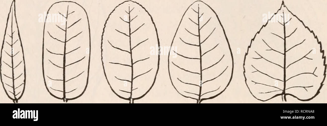 . Gli elementi di botanica per i principianti e per le scuole. Piante. 52 foglie. [Sezione 7. 132. In un altro caso (come in Fig. 74, 129-132), le vene si diramano da tre, cinque, sette o nove costole, che si sviluppa dalla parte superiore della foglia- levetta ed eseguire attraverso la lama come le dita di un web-footed bird. Quindi questi sono detti essere Palmately o Digitately, venato o (poiché le nervature di- verge come raggi da un centro; irradiare venata. 133. Dal momento che il quadro generale di foglie si accorda con la struttura o scheletro, è chiaro che a piume (venato o penni venata di foglie) tenderà a sh allungato Foto Stock