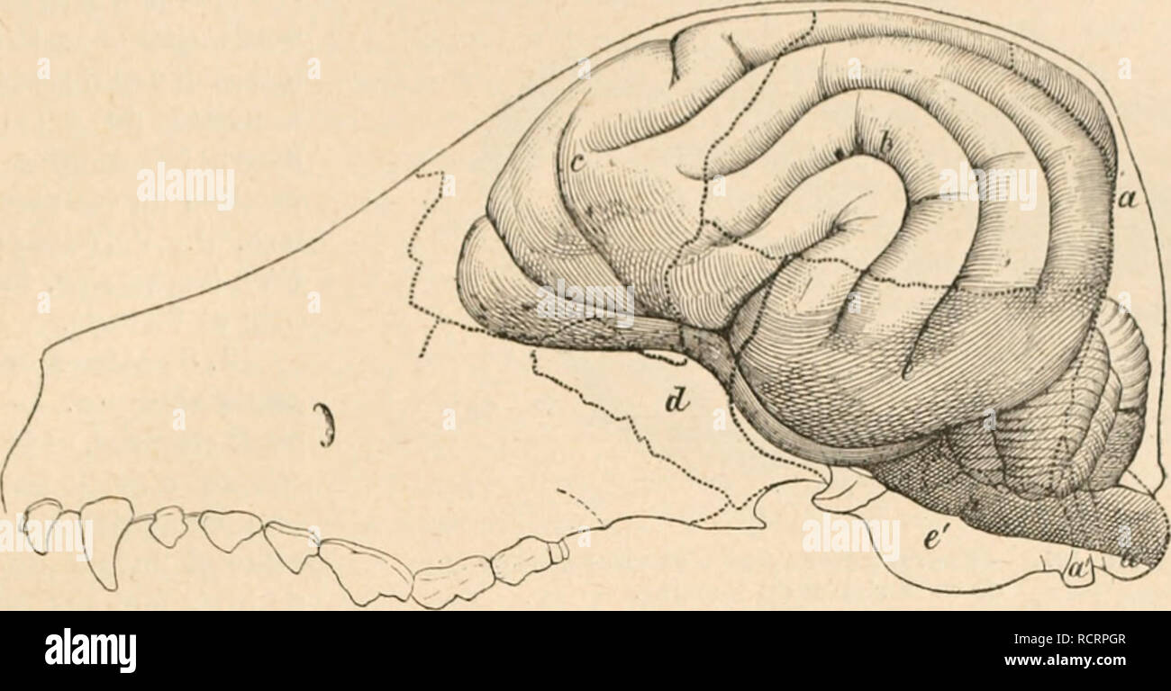 . Dictionnaire de physiologie. Fisiologia. CHIEN. ii7 24 p. 100 (RinnA, ciU'" par Gorup-Besankz, Chimie, ii, 201). L'eau est plus abond.into dans le cerveau (]ue dans la nioollp.. La Fia. 106. - Cerveau dans ta posizione naturelle. Les os de la boite crânienne sont enlevés; leurs limites primitive sont indiquées par des lignes pointillécs. Le dessin est fait d'après une preparazione fare la tête, congelée, d'onu chien âgé de 3 mois (d'après Ellen- BERGKR et Baum). a, occipite; "", condylo, et a", apophyse styloïde de l'occipitale; 6, os pariétal; e, frontale; (l, sphénoïde: e, temporale (portio Foto Stock