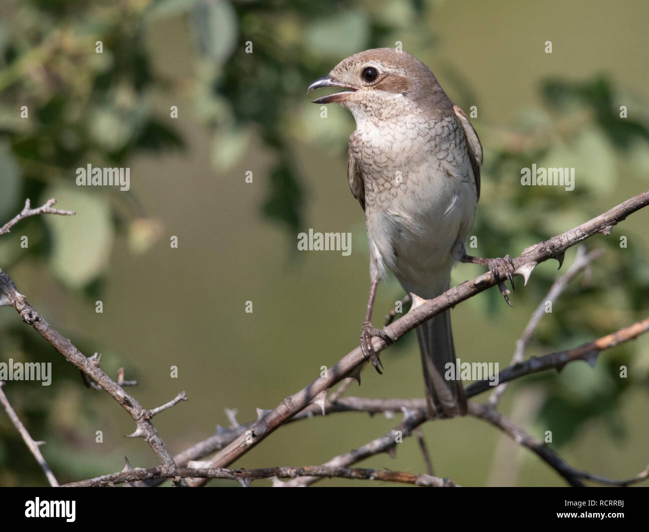 Red Backed Shrike Lanius callurio Foto Stock