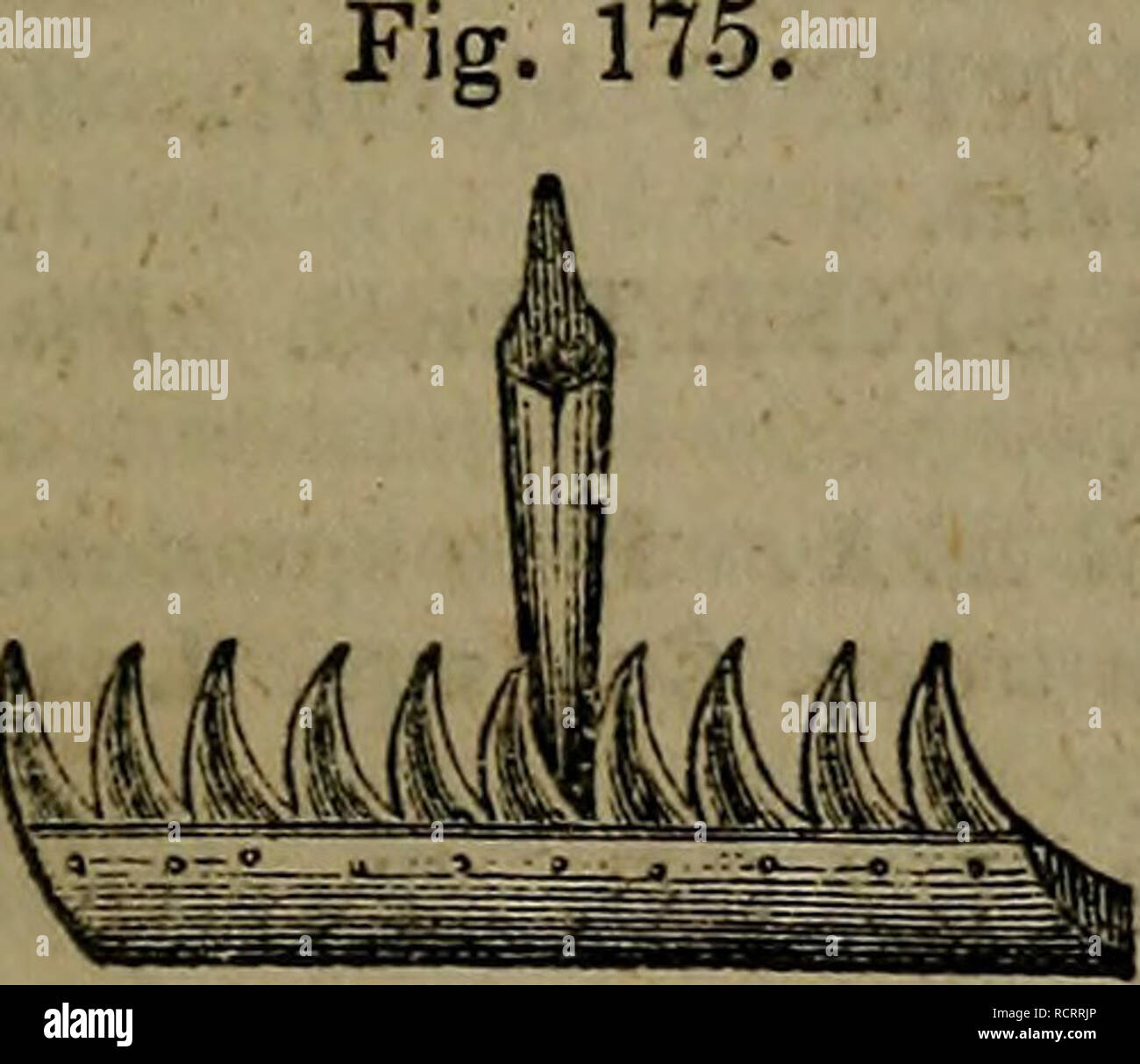 . Un dizionario di giardinaggio moderno. Il giardinaggio. Il ferro Turfing è per il sollevamento o la pelatura del turves dal suolo. Esso ha una freccia con testa a lama piatta con un manico angolare, così :- Fig. 174. f o un manto erboso o Daisy rastrello è costituita da un pezzo di lamiera sottile ferro, tagliata a denti, con due tagliandi di cenere, o altro legno duro, tra il quale è saldamente rivetto- ed a formare un dorso, e tenerlo da piegatura. Quando metti insieme, il dorso è di un pollice e un quarto di spessore. Il legno è smussata per nulla, la metà di un pollice sopra gli interstizi dei denti, a quale punto il ferro è leggermente piegato longitudinalmente t Foto Stock
