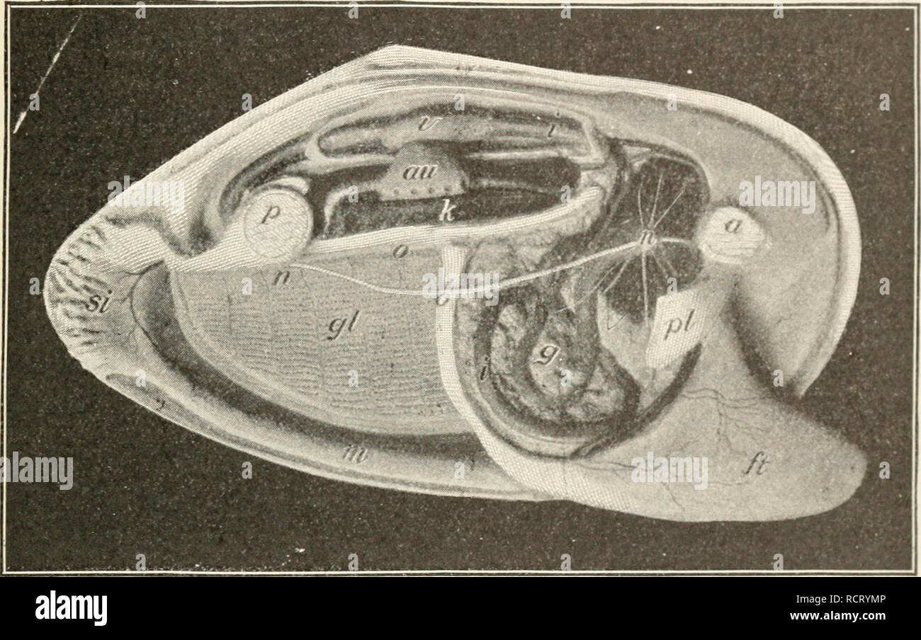 . Elementi di biologia; un testo pratico-prenota la correlazione di botanica, zoologia e fisiologia umana. Biologia. Molluschi 2G1 muscoli difficili se sono tagliati longitudinalmente, i due tubi, incurrent e excurrent, può essere facilmente visto.) il sifone permette acqua, cibo del cuscinetto m?^^^^f^' ^°rf^* ^^^^ *^® cavità del mantello. Qui si trovano le branchie mi ha le branchie. -Le branchie sono striati di strutture a piastra giacente su ciascun lato della massa viscerale. Come molti branchie su ciascun lato? 4ny differenza nella dimensione di quelli su un lato? Quando la vongola è in una posizione naturale, le branchie pendere liberamente nella cavità del mantello. Nella struttura ogni Foto Stock