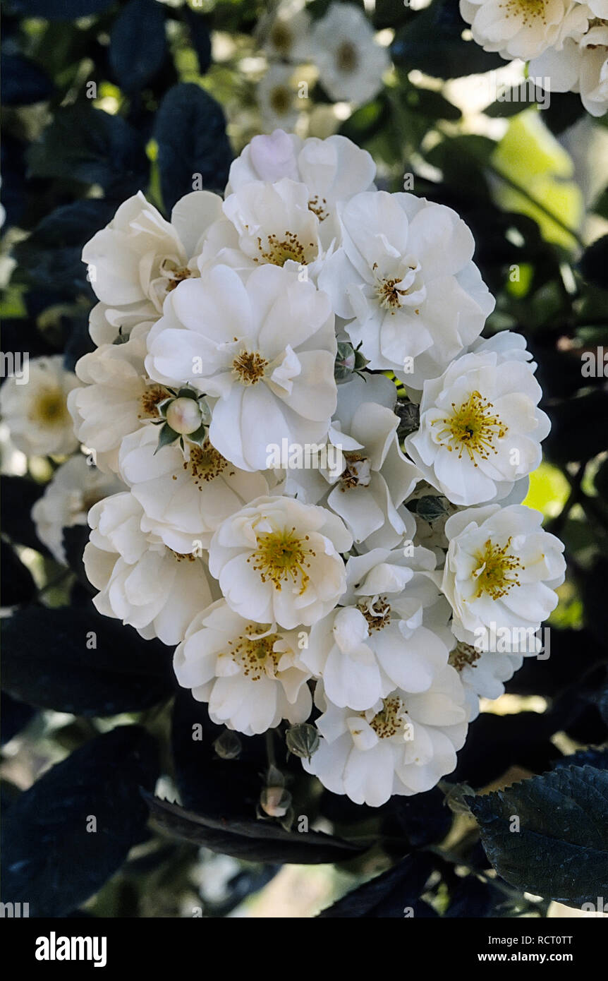 Rosa cv. Thalia; Rosacee; shurb ibridi multiflora, Rambler; fiore semi-doppio nei grandi ammassi, bianco. Altro nome White Rambler Foto Stock