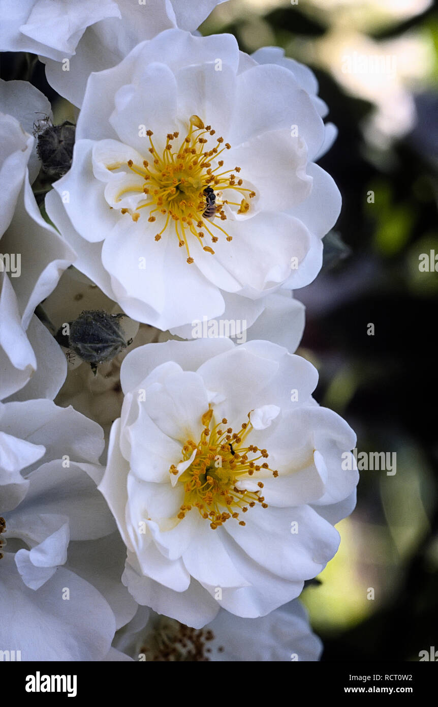 Rosa cv. Thalia; Rosacee; shurb ibridi multiflora, Rambler; fiore semi-doppio nei grandi ammassi, bianco. Altro nome White Rambler Foto Stock