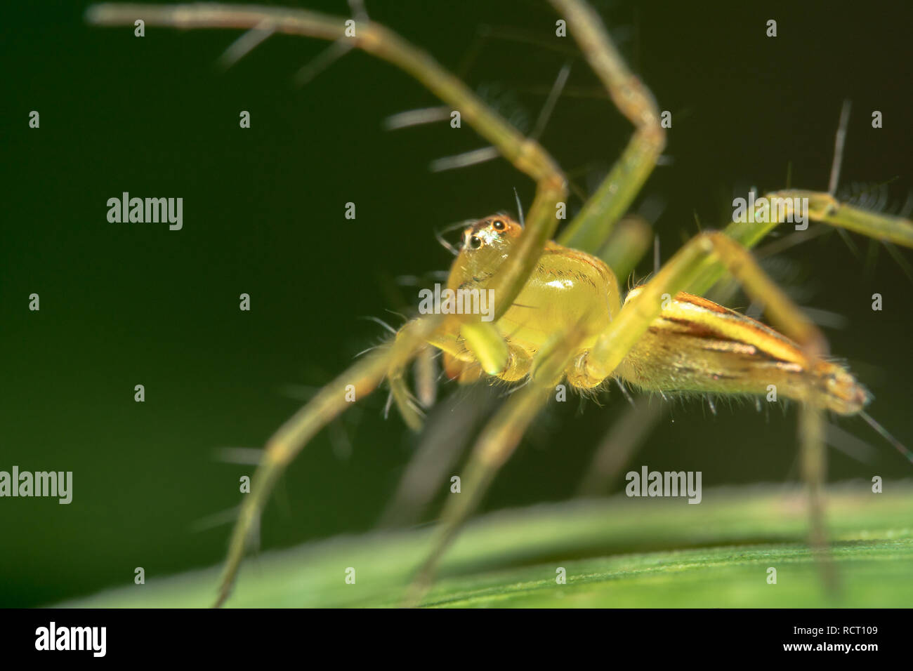 Traslucido giallo/trasparente/riflettente Crociera Jumping trovati in Bali, Indonesia. Jumping Spider guardando la telecamera Foto Stock