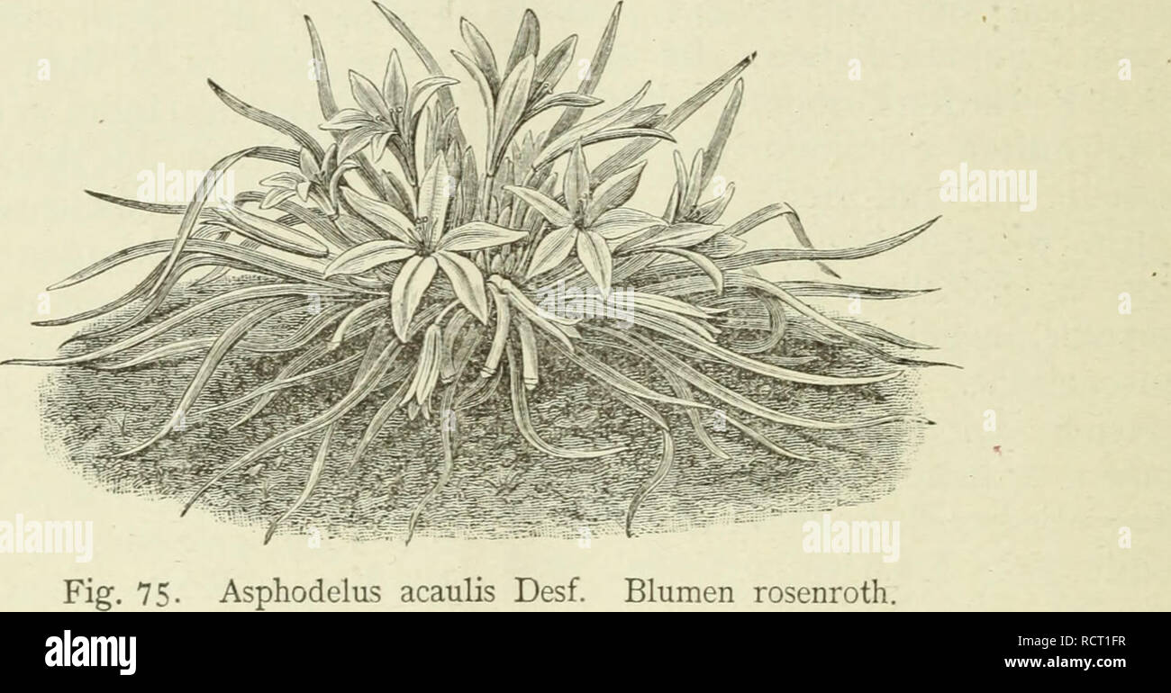 . Deutsche Garten-Zeitung. Il giardinaggio. 320 Asphodelus acaulis. [Deutsche Garten-Zeitung hoch ZU halten, * erlaubte ich mir die Angelegenheit zu besprechen. L. Groth, Vorsteher des Gartenbau-Vereins a Guben. Asphodelus acaulis Desf. (Mit Abbildung.) Von Carl Sprenger, in Firma Dammann &AMP; Co., San Giovanni a Teduccio bei Neapel. Drüben Gv Algerien in der Provinz Oran, nach Westen hart an der marok- kanischen Grenze, zunächst von Djiebel Santo, wächst der stengellose oder besser kurzstengelige Affodil. Es darf nicht auffallen, dass dieser schöne, wo nicht schönste aller Asphodelus così lange völ Foto Stock