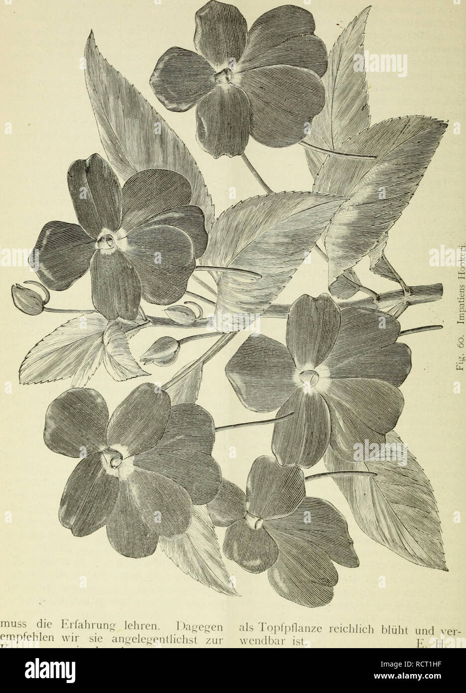 . Deutsche Garten-Zeitung. Il giardinaggio. nas Fo, tschreiten der Rehlaus, [Deutscht Garten-Zeitung. Kreuzun.0- mit der Ictzfcicn und der alten, viel härteren /. latijolia, wodurch d^s Fortschreiten der Reblaus. mo^dicherweise eine ibrido erzielt wer- nach der ofliziellen .Achten J)enk- üen kann, welche als Grui)i)en- wie auch schrift, l^etreffend die Bekämi)lun der. Si prega di notare che queste immagini vengono estratte dalla pagina sottoposta a scansione di immagini che possono essere state migliorate digitalmente per la leggibilità - Colorazione e aspetto di queste illustrazioni potrebbero non perfettamente assomigliano al lavoro originale. Wittmack, Lud Foto Stock