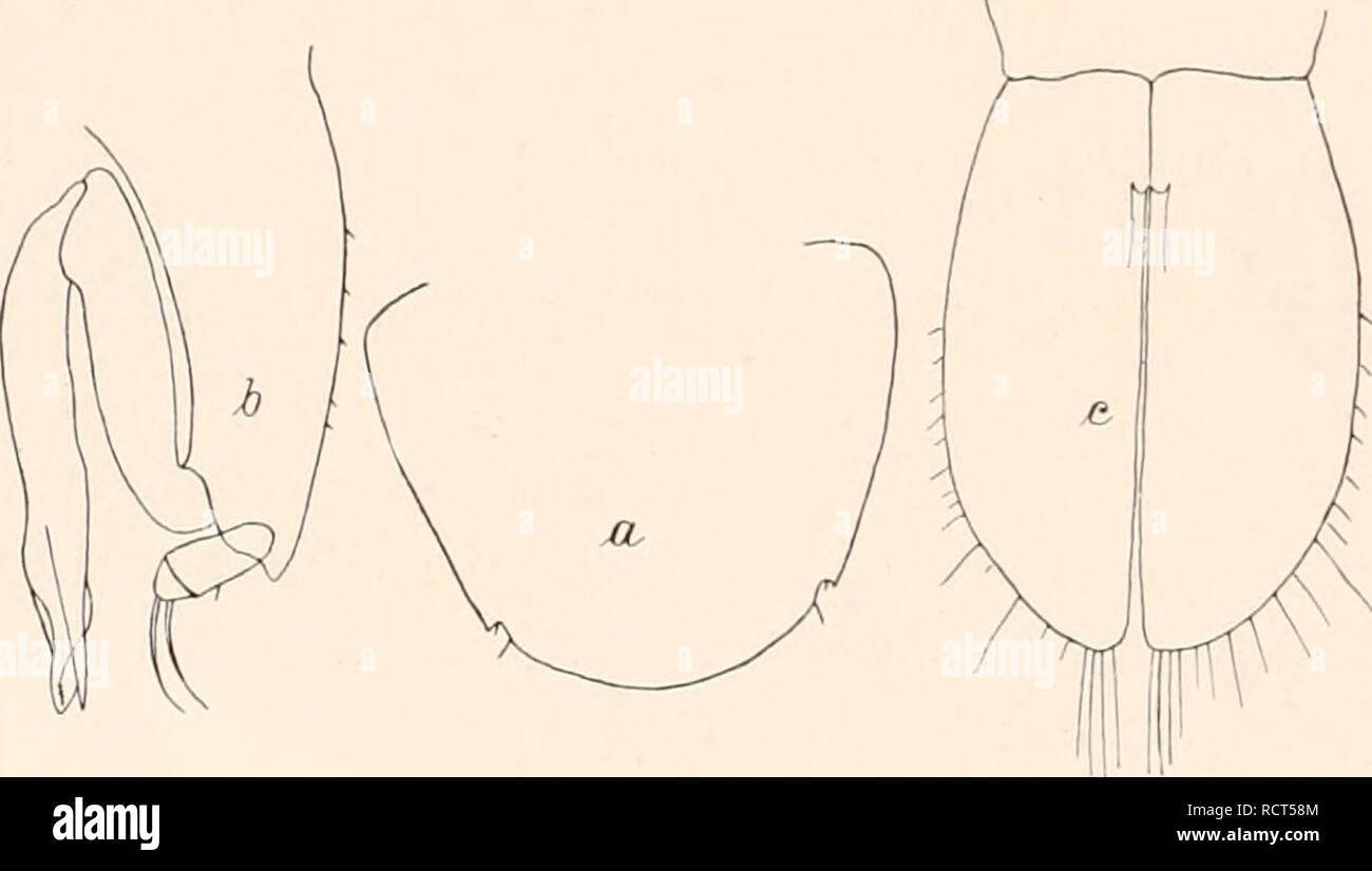 . Deutsche Südpolar-Expedition, 1901-1903, im Auftrage des Reichsamtes des Innern. Gauss (nave); spedizioni scientifiche; Antartide. Abb. 73. Acutum Stenetrium n. sp. a (x 70) u. /) Zweiter Pleopod eines ; aus der Tiefsee, c S eines von der Gauss- Stazione, d Maxillarfuß ( x 25), e Mandibel, / mi Schere des 2 (x 14), g, k Zähne derselben, stärker vergrößert (x 40), h Schere des o aus der liefsee (x 14). SS. Stenetrium rotundatnm n. sp. (Abb. 74 a-c.) Die zweite arte dieser Gattung von der Gauss-Station steht der vorigen sehr nahe, così daß ich zunächst nur eine va- rietät unterscheiden zu können g Foto Stock