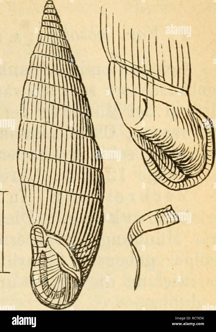 . Deutsche escursioni-mollusken-fauna. Molluschi. 261. Cl. dubia, Dr. nehmen langsam aber. regel- Fig. 144. massig zu, der letzte Macht der Vs Gehäuselänge aus; Nacken gegen die Spindel kammförmig aufgetrieben, der kielförmige Kamm durch eine seichte, über die Mitte des Nackens laufende Rinne essere- grenzt; Mündung eibirnförmig, Mundsaum zusammenhängend, erweitert, losgelöst, schwach- lippig verstärkt; interlamellare glatt; Oberlamelle bis an den Mundsaum vortretend, mit der Spirallamelle verbunden; spirale- lamelle weit über die Unter- lamelle verlängert, höchster Punkt derselben etwas mehr ihrem u Foto Stock