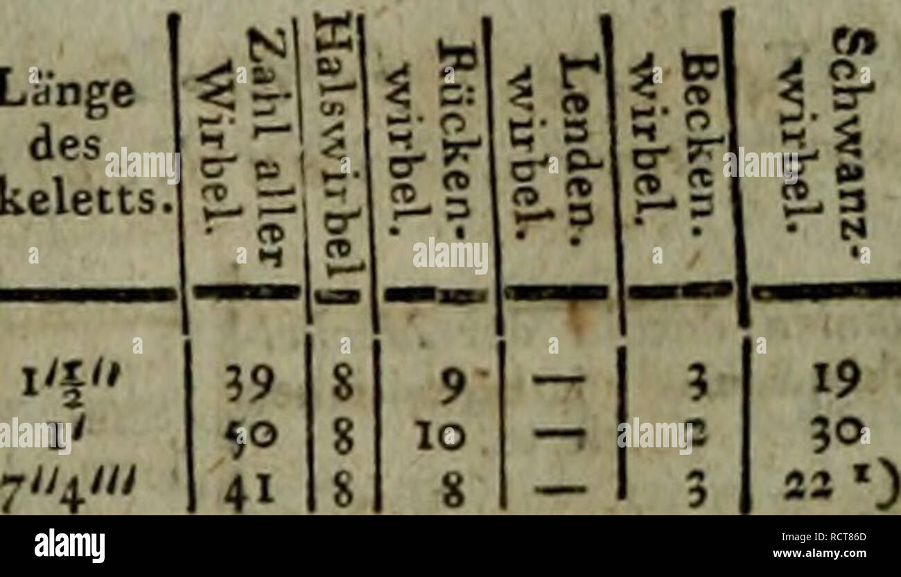. Deutsches Archiv fÃ¼r die Physiologie. 400 Namen der in der Meckel fchen fiammlung befindlichen Skelette. LÃ¤esn des Skeletts. 6" Chelonia imbricata Emys eniopaea . Teftudo f^roeca . Mehrere van Andern befch Sireo lacertina ^) . . Proteus anguinus '") , . Axolotl Â") Triton. Cuv SaUniandra terreftris. Cuv. Efciilenta Kana. Cuv. Rana efctilenta, temporaria, pa- aradoxa, UTRAN, brcviceps. Hyla rantna , lactea, arbo- rea, Biifo vulgaris, ip;netis, viridis â *} . ." . . Baiia Fipa, Cuv. , . Bann carnnta ') ... Amphifib.iena fuUginofa. Fr, Arrpliisbaena, Cuv. Vipera Reius. Cuv. , Viper Foto Stock