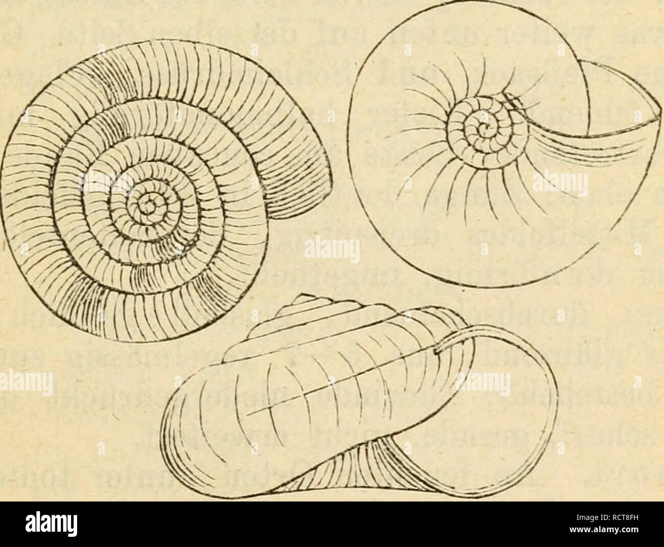 . Deutsche escursioni-mollusken-fauna. Molluschi. 63 glänzend; Nabel sehr weit; Mundsaum scharf, nicht erwei- terz; Mündung schief, mondförmig. Verbreitung. In Deutschland findet sich eine ein- zige arte dieses genere an der südöstlichen Grenze. xus- sordem ist dasselbe über die Küstengegenden des Mittel- niceres und über den südostlichen Theil Europas verbreitet. 1. Zonites verticillitSj Feriissac. Hellx rerticilliis, Ferussac, bist. 1819. No. 2Ö2. t. 80. La fig. 8. 9. - C. Pfoiffcr, Na- tur. III. p. 23. t. 5. fig 4-ü. - Eossni., Icou. fig. 149. La loro sehr lang und schlank, Sohle schmal; der Fuss Foto Stock