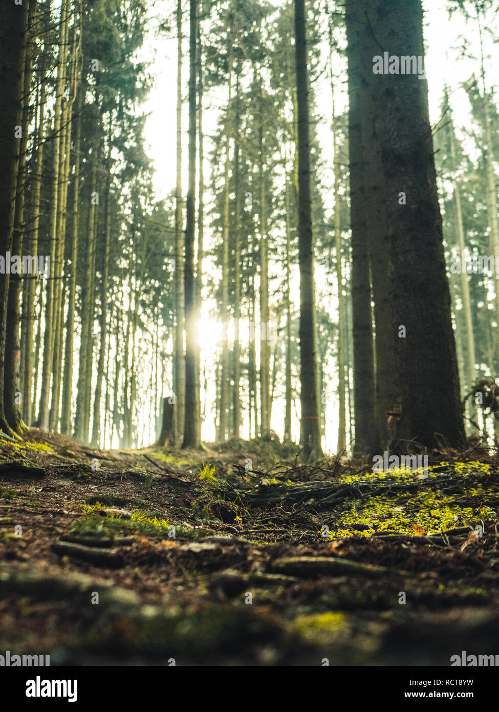 Il sentiero nel bosco, con la luce del sole che splende attraverso gli alberi Foto Stock