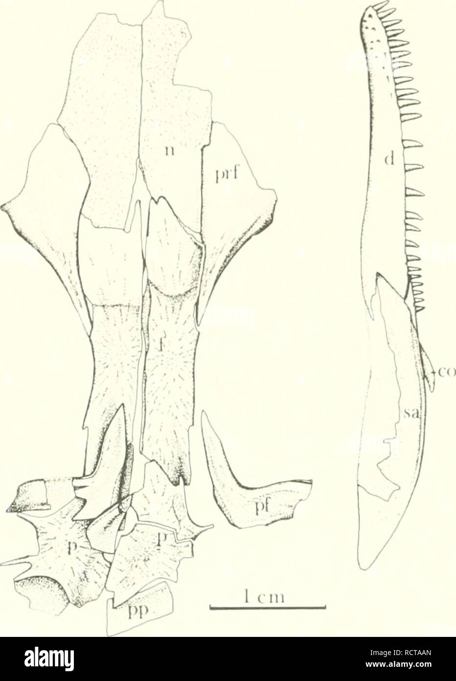 . Un serpente rettile dalla Pennsylvania del Kansas. Rettili fossili -- Kansas; Paleontologia -- Pennsylvania; Paleontologia -- Kansas. 16 PUBBLICAZIONE SPECIALE MUSEO DI STORIA NATURALE N° 7. Fic. 11.-Pctrolacosaurus kanscnsis Lane. Coppia .";!ai!l e a sinistra la ganascia inferiore, Ku'P 33606, X 2. Parte del cranio dermica tetto è esposto in vista donsal, in quasi perfetta associazione; sinistro parziale la ganascia inferiore è visibile nella vista laterale. Vedere la Fig. 2 Per la spiegazione delle abbreviazioni. frontale di forma il margine orbitale ed è leggera- ly rugose per fornire un migliore attacco per la fascia orbitale. Posteriormente, il frontale in Foto Stock