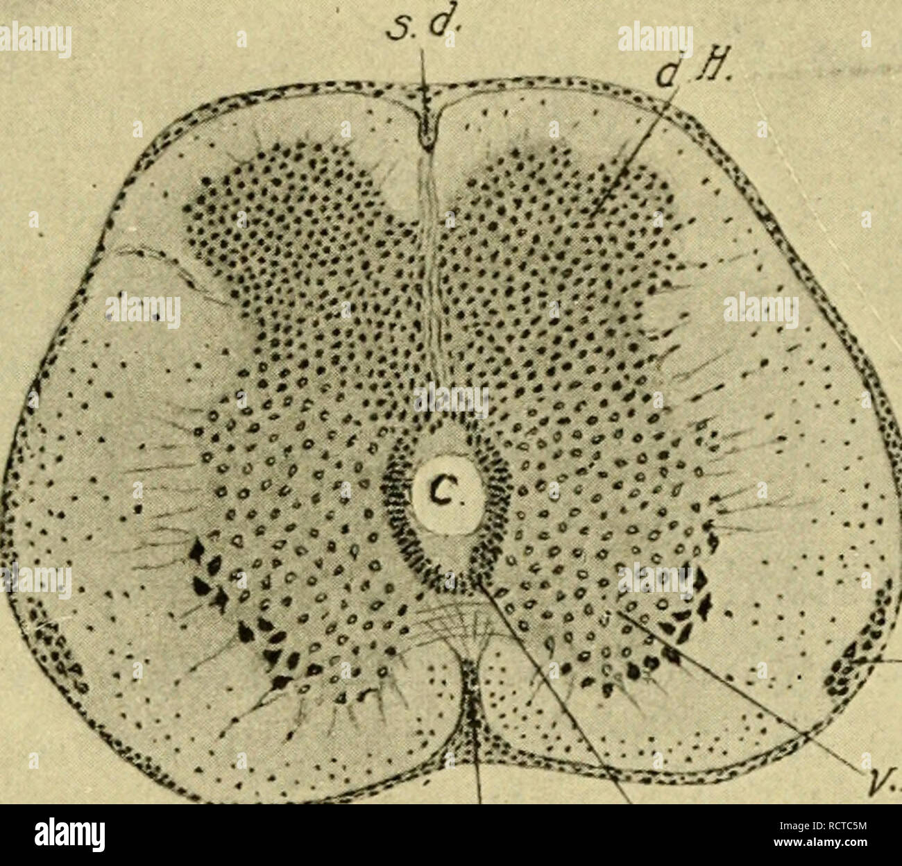 . Lo sviluppo del pulcino : introduzione all'embriologia. Embriologia; i polli -- embrioni. Il sistema nervoso 243 il settimo giorno la porzione dorsale inizia a essere obUterated mediante fusione di cellule ependimali, e viene così ridotto a un epen- dymal setto. L'ottavo giorno questo processo ha coinvolto il terzo superiore del canale; la forma del canale è approssimativamente cuneiforme appuntita dorsalmente e ampia ventralmente (Fig. 145). Il proseguimento di tale processo, che lascia solo la divisione ventrale come il canale permanente. All'estremo hind estremità del cavo il canale centrale diventa dilatato per formare un Foto Stock