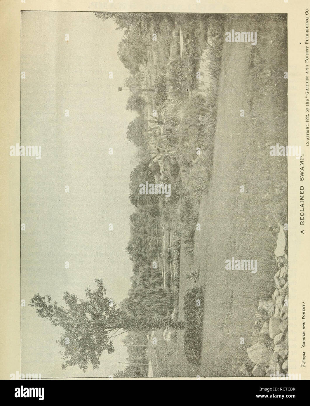 . Descrittivo e catalogo illustrato di nuovo e rare ninfee, nelumbiums e altra scelta aquatics, sub-piante tropicali, Graminacee ornamentali, ecc.. Vivai (orticoltura) nello Stato di New York) cataloghi; piante ornamentali, cataloghi; piante acquatiche cataloghi. . Si prega di notare che queste immagini vengono estratte dalla pagina sottoposta a scansione di immagini che possono essere state migliorate digitalmente per la leggibilità - Colorazione e aspetto di queste illustrazioni potrebbero non perfettamente assomigliano al lavoro originale. Tricker, William; William Tricker (Azienda); Henry G. vivaio di Gilbert e il commercio di sementi Catalogo Collezione. Dongan Hills, Foto Stock