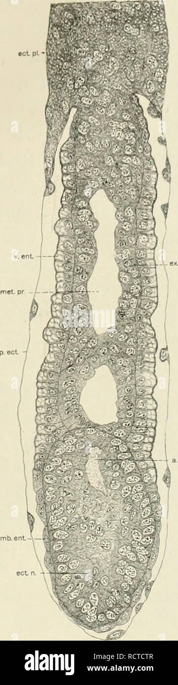 . Lo sviluppo del ratto albino, Mus norvegicus albinus. Embriologia -- mammiferi; ratti. PATHOLOCilC ovuli, ALBlxNO RAT 133. Fig. 8 Uovo-cilindro del ratto albino mostra ritardato sviluppo della ecto- nodo dermica e della formazione della porzione antimesometrial del pro- cavità amniotica. X 200. Rat n. 94, s giorni dopo l'inizio di insemina- tion ect.pl., ectoplacental cono o Trager; v.ent., viscerale entoderm; incontrato.},!-., mesometrial porzione della cavità proamniotic; p.ect., parietale o transitorio ectoderm; pr.emb.e7it., primario entoderm embrionale; ECL.n., ectodermiche nodo; a.met.pr., imp Foto Stock