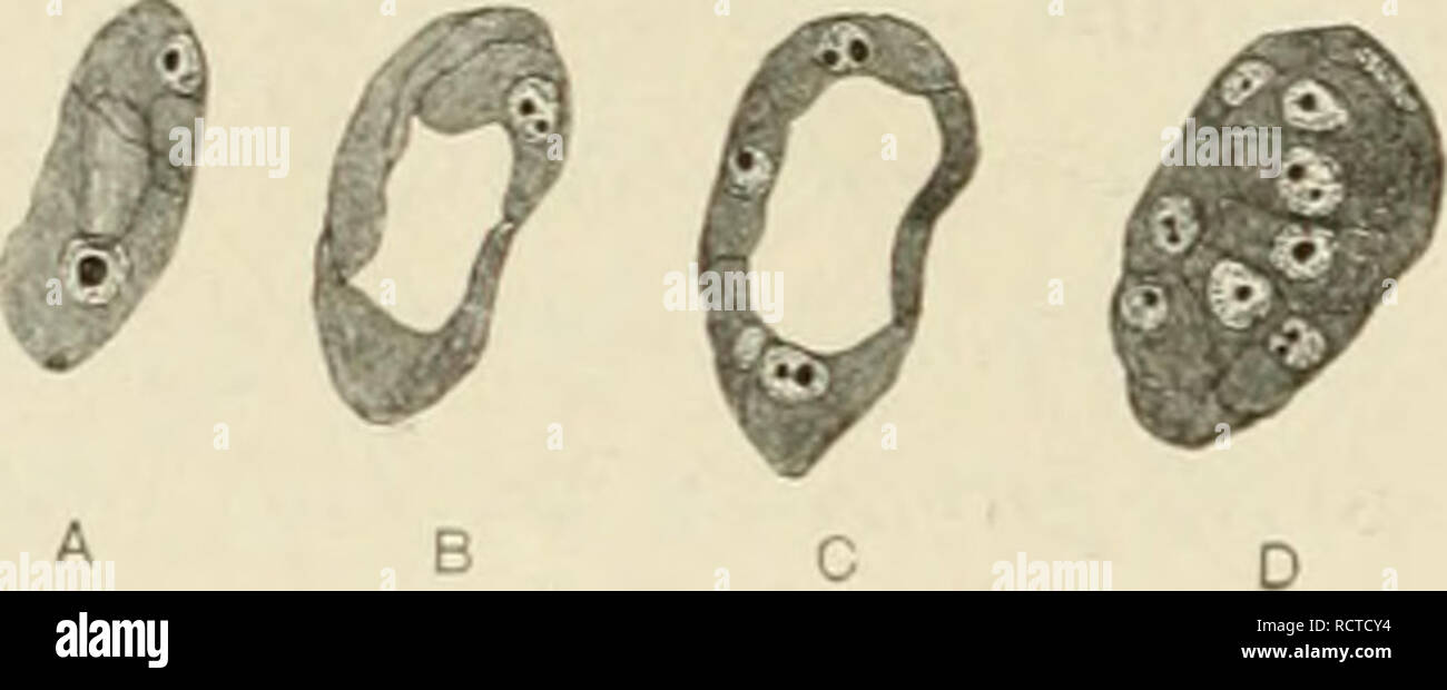 . Lo sviluppo del ratto albino, Mus norvegicus albinus. Embriologia -- mammiferi; ratti. 50 G. CARL HUBER dei due diametri a croce. Questo ma^^ essere visto da tlie serie di disegni realizzati in una vescicola blastodermic tagliare in senso trasversale, presa dall'utero di ratto n. 68, da cui sono state prese anche le due vescicole mostrato in D ed E della figura 20. Questa serie di figure è mostrato in figura 21, in cui sono riprodotti in ordine di serie le sette sezioni trasversali successive in cui la vescicola è stato tagliato. Misura 65 n da 38 /x da circa 70 ,u, e si trova nella parte inferiore di una piega della mucosa, trovata presso Foto Stock