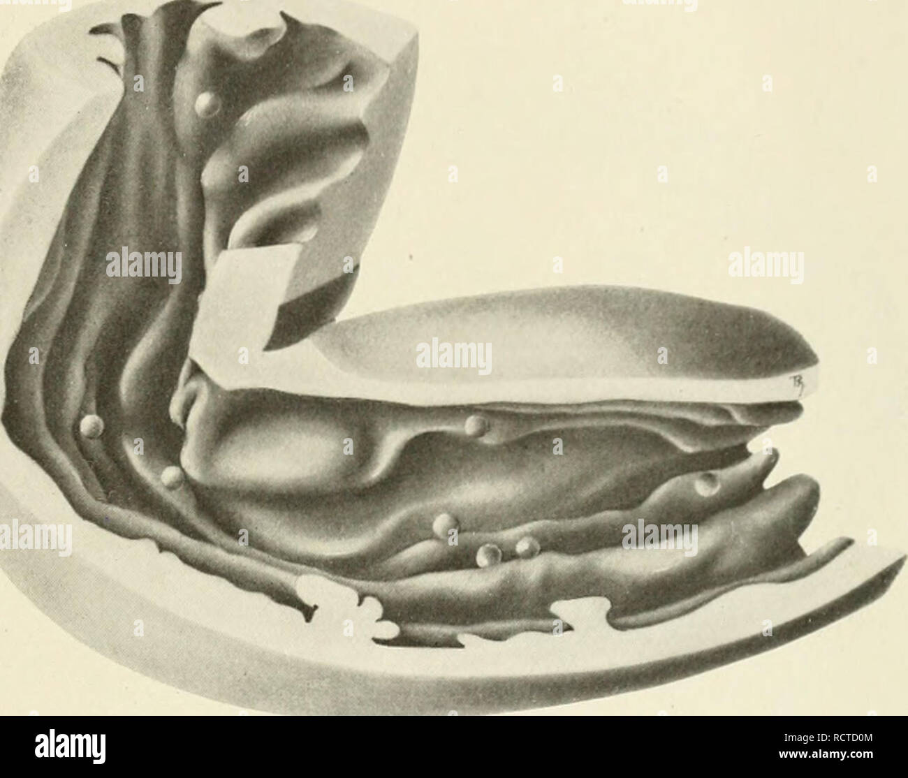 . Lo sviluppo del ratto albino, Mus norvegicus albinus. Embriologia -- mammiferi; ratti. Sviluppo IIIIO OK AI.HINO l(un'l' 19 per visualizzare l'aspetto del modello tlie skclclicd. "Posizione lv del primo e il crono della serie sia correttamente gi(Mi. "IMic gli ovuli sono situati in una h)op del ovi(hict che è circa S mm. fiom il fimbriated fine. Entro la fine del primo (hiy dopo i )v^n- ning di inseminazione, gli ovuli hanno così percorso circa un quarto della lunghezza dell'ovidotto. In figui-e 4 è rei)i-oduced un modello di una dettagliata ricostruzione di che ho)ortion dell'ovidotto. Fig. Modello 4 Foto Stock