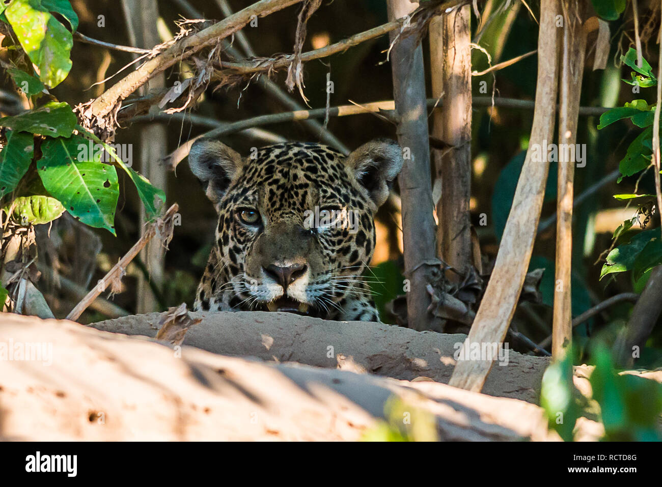 Jaguar nell'Amazzonia peruviana giungla di Madre de Dios in Perù Foto Stock