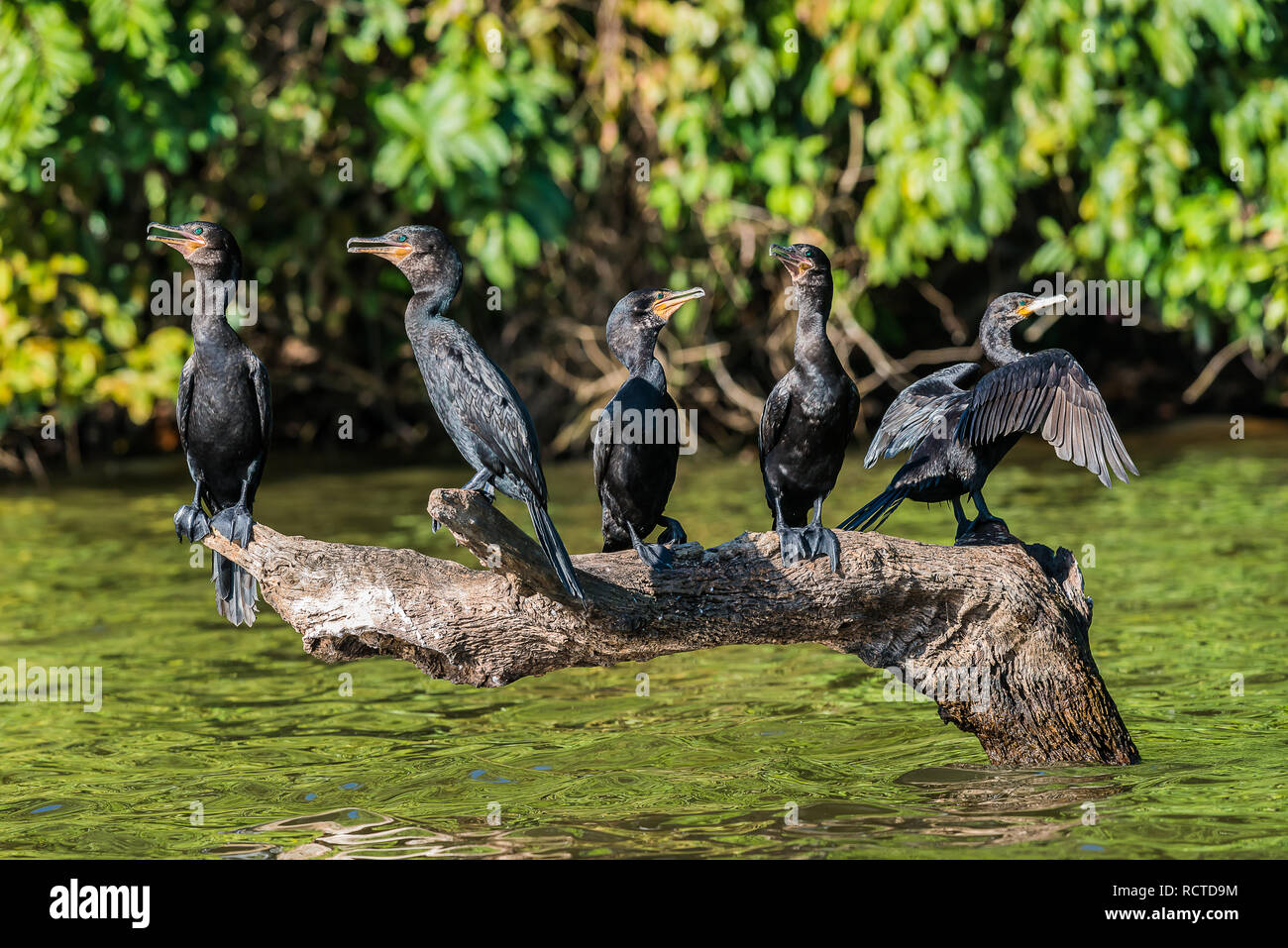 I cormorani in piedi in una succursale in Amazzonia peruviana giungla di Madre de Dios in Perù Foto Stock