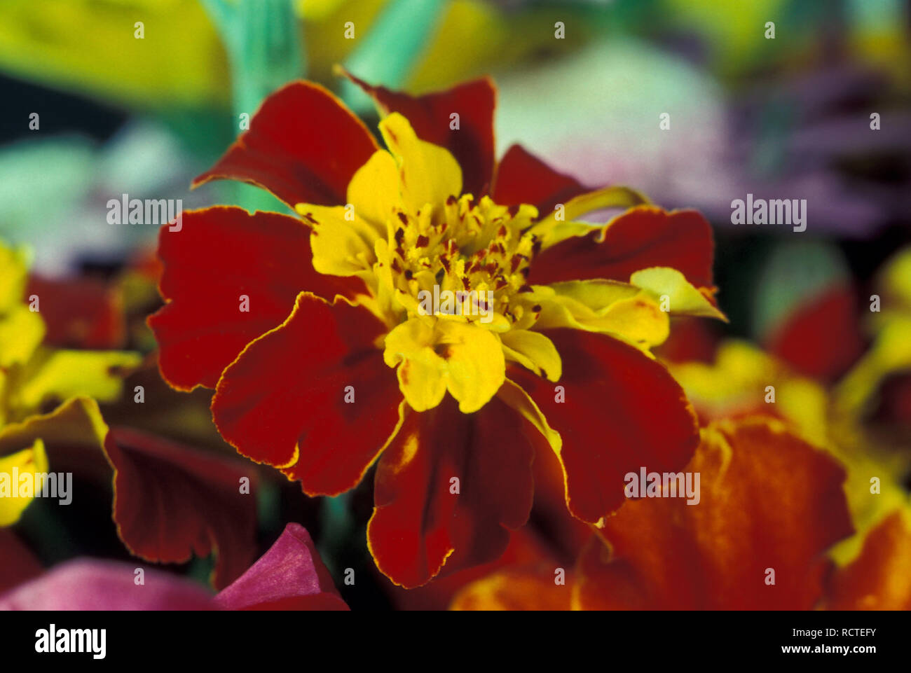 Tagete francese (TAGETES PATULA) Foto Stock