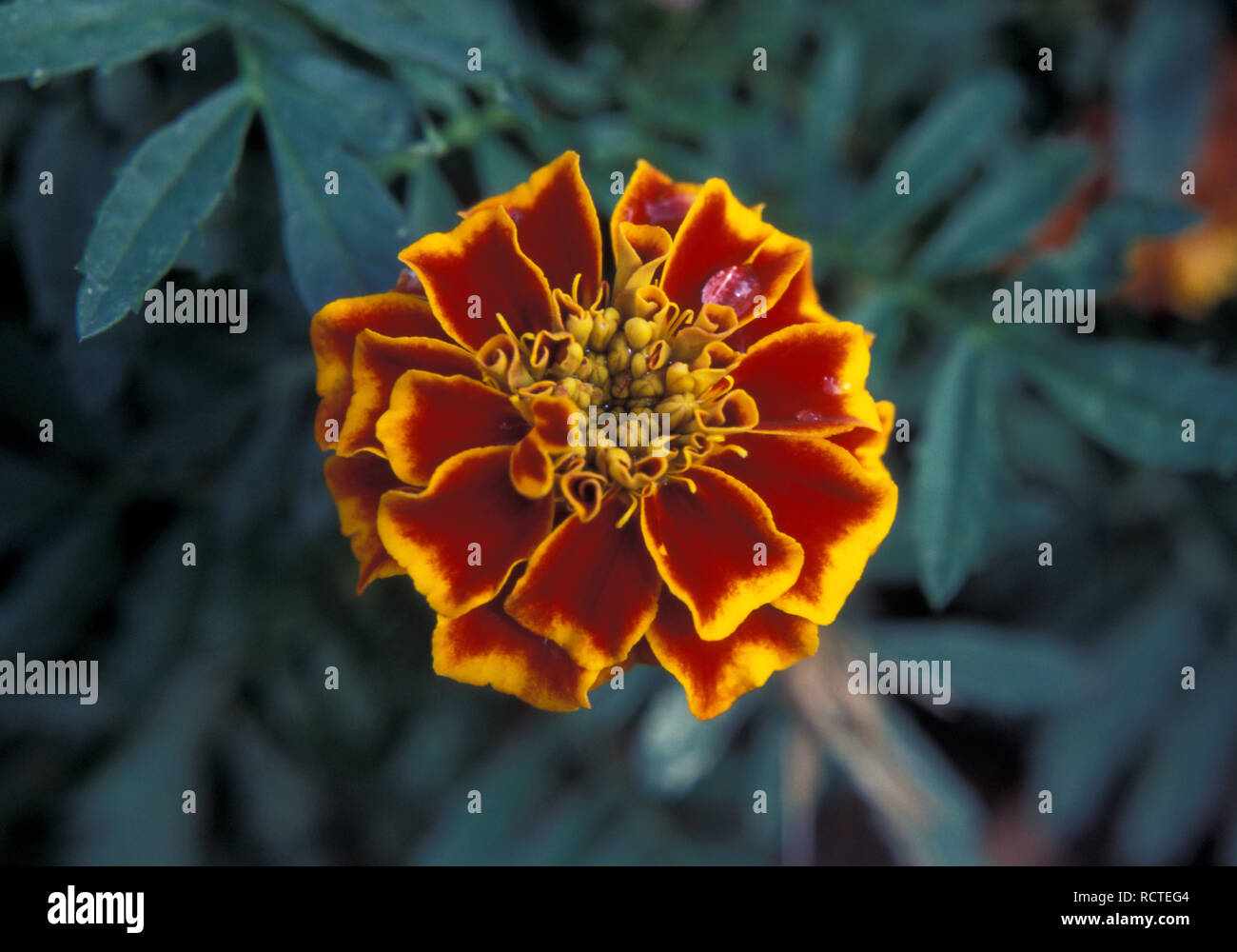 Tagete francese (TAGETES PATULA) Foto Stock