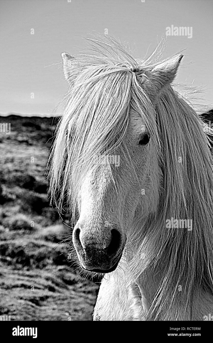 Cavallo bianco Foto Stock