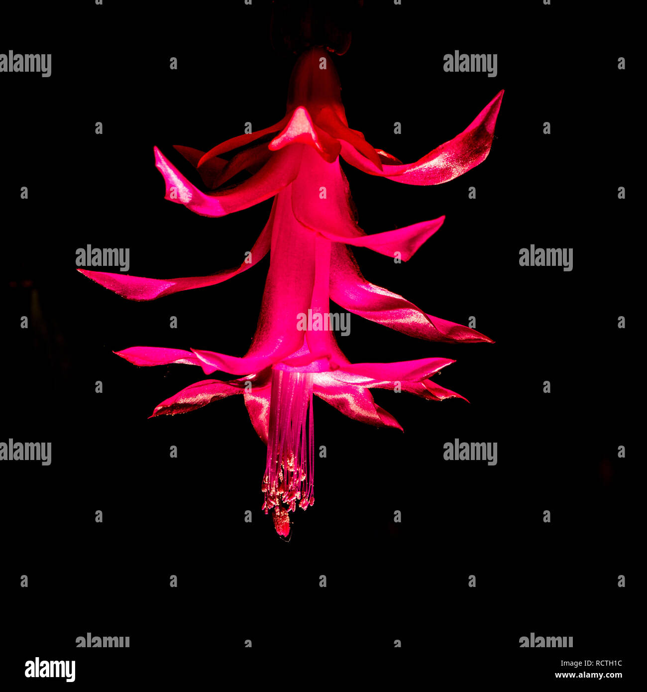Un fiore da Schlumbergera o cactus di Natale cresciuto come un houseplant con uno sfondo nero. Fioritura in gennaio. Il Buckleyi gruppo contiene tutte le Foto Stock