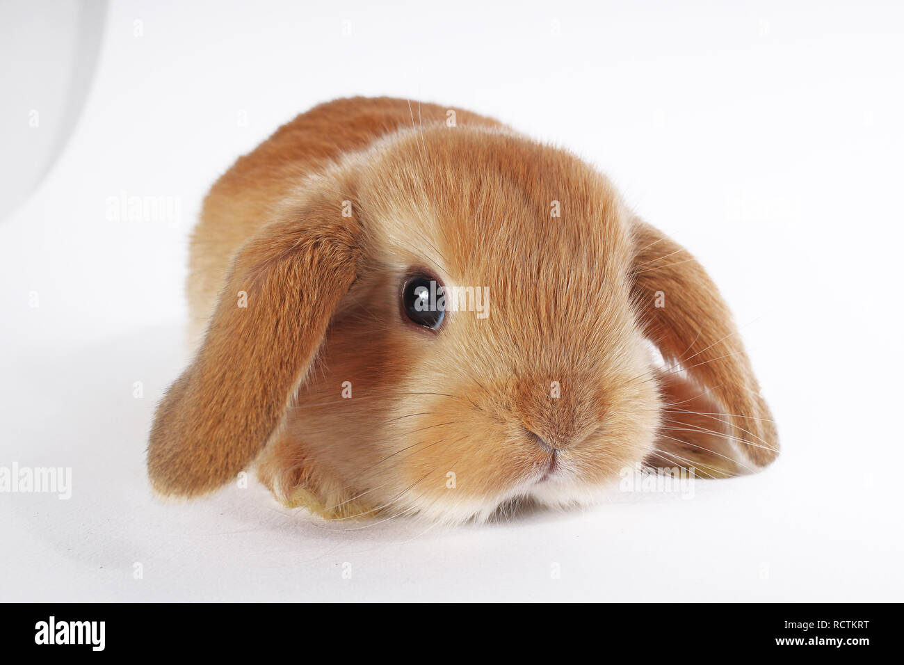 Coniglio arancione lop bunny dwarf baby conigli su sfondo bianco. Coniglietti. Foto Stock