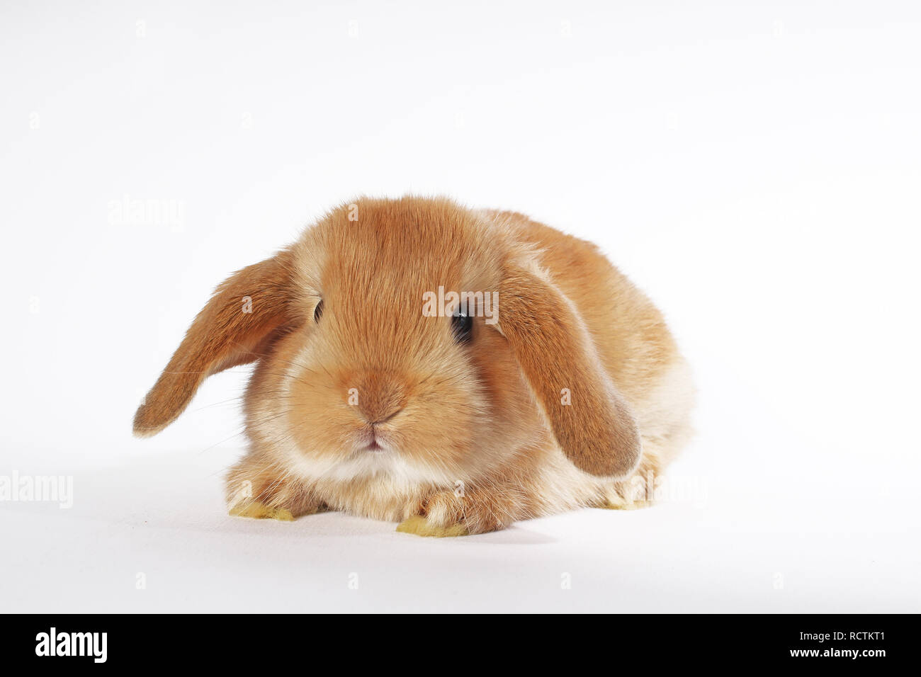 Coniglio arancione lop bunny dwarf baby conigli su sfondo bianco. Coniglietti. Foto Stock
