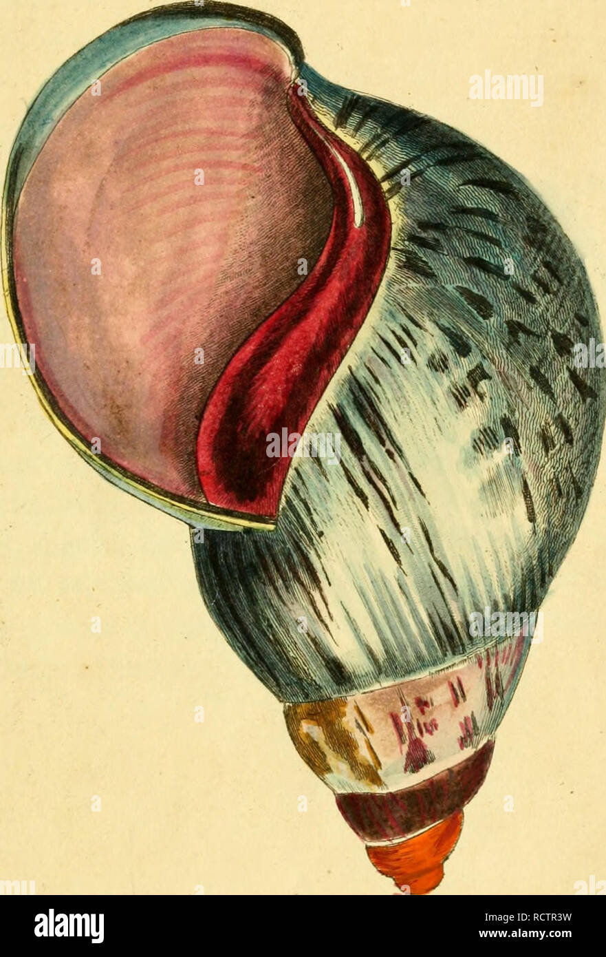 . [Descrizioni e illustrazioni di molluschi : estratte da del naturalista miscellanea. Molluschi; molluschi. .Â ''?.V ^^â/0., O/U^ X/.fl-^fSoo /â â -j-^H&LT;^Jrr un^.^m&LT;.n Jfr,,,. Si prega di notare che queste immagini vengono estratte dalla pagina sottoposta a scansione di immagini che possono essere state migliorate digitalmente per la leggibilità - Colorazione e aspetto di queste illustrazioni potrebbero non perfettamente assomigliano al lavoro originale. Shaw, George, 1751-1813; Nodder, Frederick Polydore, editore; Nodder, Elizabeth, editore; dallâ, William Healey, 1845-1927, ex proprietario. DSI; Anthony, C. , ex proprietario. DSI; Nodder, R. P. ( Foto Stock