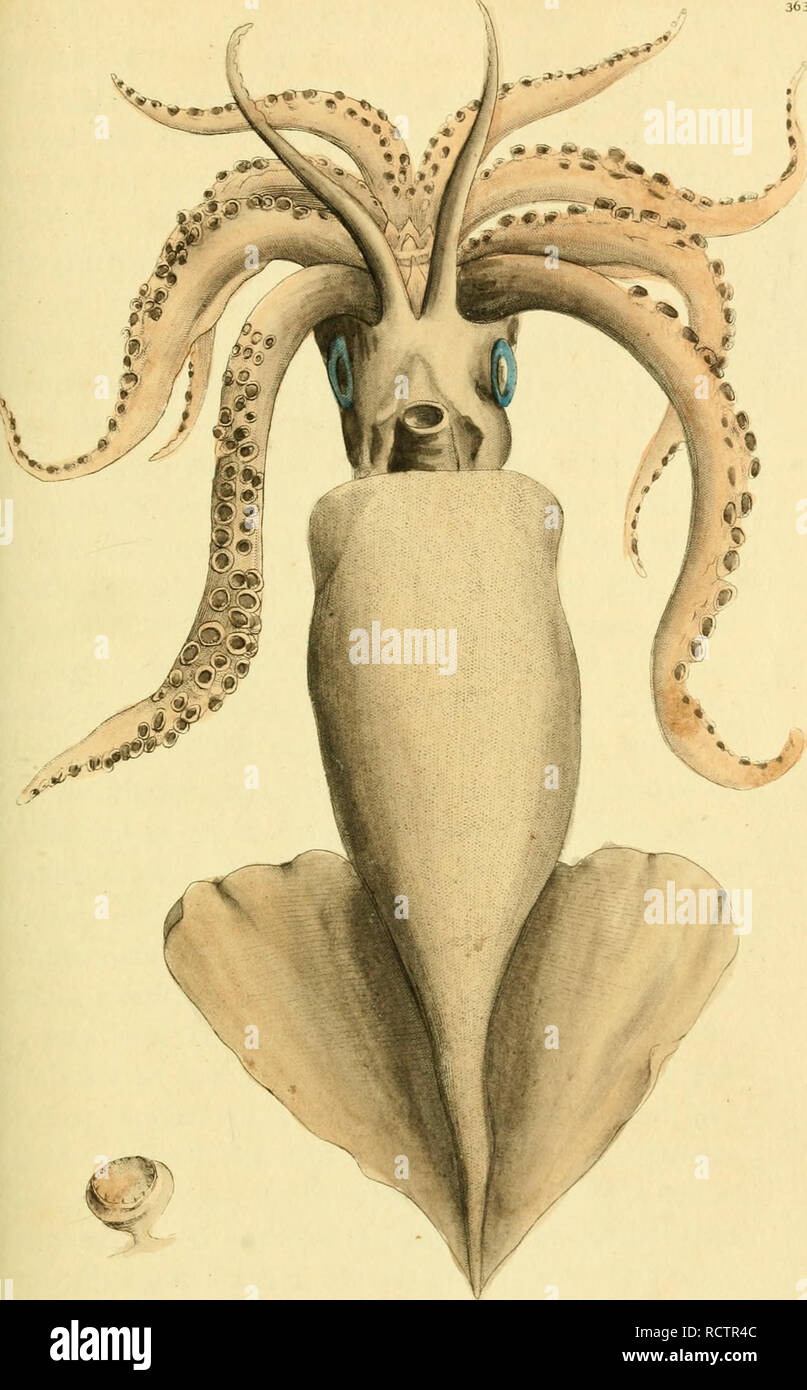 . [Descrizioni e illustrazioni di molluschi : estratte da del naturalista miscellanea. Molluschi; molluschi. &Gt;viJ)''. 1,-j ^T' .Voider.DeCgS •. Si prega di notare che queste immagini vengono estratte dalla pagina sottoposta a scansione di immagini che possono essere state migliorate digitalmente per la leggibilità - Colorazione e aspetto di queste illustrazioni potrebbero non perfettamente assomigliano al lavoro originale. Shaw, George, 1751-1813; Nodder, Frederick Polydore, editore; Nodder, Elizabeth, editore; dallâ, William Healey, 1845-1927, ex proprietario. DSI; Anthony, C. , ex proprietario. DSI; Nodder, R. P. (Richard P. ), fl. 1790-1820, ill. Foto Stock