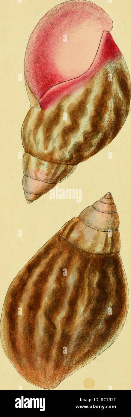 . [Descrizioni e illustrazioni di molluschi : estratte da del naturalista miscellanea. Molluschi; molluschi. Un . r. Si prega di notare che queste immagini vengono estratte dalla pagina sottoposta a scansione di immagini che possono essere state migliorate digitalmente per la leggibilità - Colorazione e aspetto di queste illustrazioni potrebbero non perfettamente assomigliano al lavoro originale. Shaw, George, 1751-1813; Nodder, Frederick Polydore, editore; Nodder, Elizabeth, editore; dallâ, William Healey, 1845-1927, ex proprietario. DSI; Anthony, C. , ex proprietario. DSI; Nodder, R. P. (Richard P. ), fl. 1790-1820, ill. Foto Stock