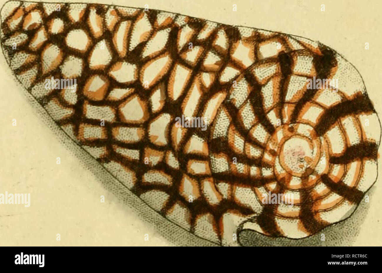 . [Descrizioni e illustrazioni di molluschi : estratte da del naturalista miscellanea. Molluschi; molluschi. '?.R -^Zmt-c^irtt, .-^^L/'lijAa^ jftiru li'iyai.tu.'-^ulAMi^ i^,AC/S.i/intfrr^lircc^.. Si prega di notare che queste immagini vengono estratte dalla pagina sottoposta a scansione di immagini che possono essere state migliorate digitalmente per la leggibilità - Colorazione e aspetto di queste illustrazioni potrebbero non perfettamente assomigliano al lavoro originale. Shaw, George, 1751-1813; Nodder, Frederick Polydore, editore; Nodder, Elizabeth, editore; dallâ, William Healey, 1845-1927, ex proprietario. DSI; Anthony, C. , ex proprietario. DSI; N Foto Stock