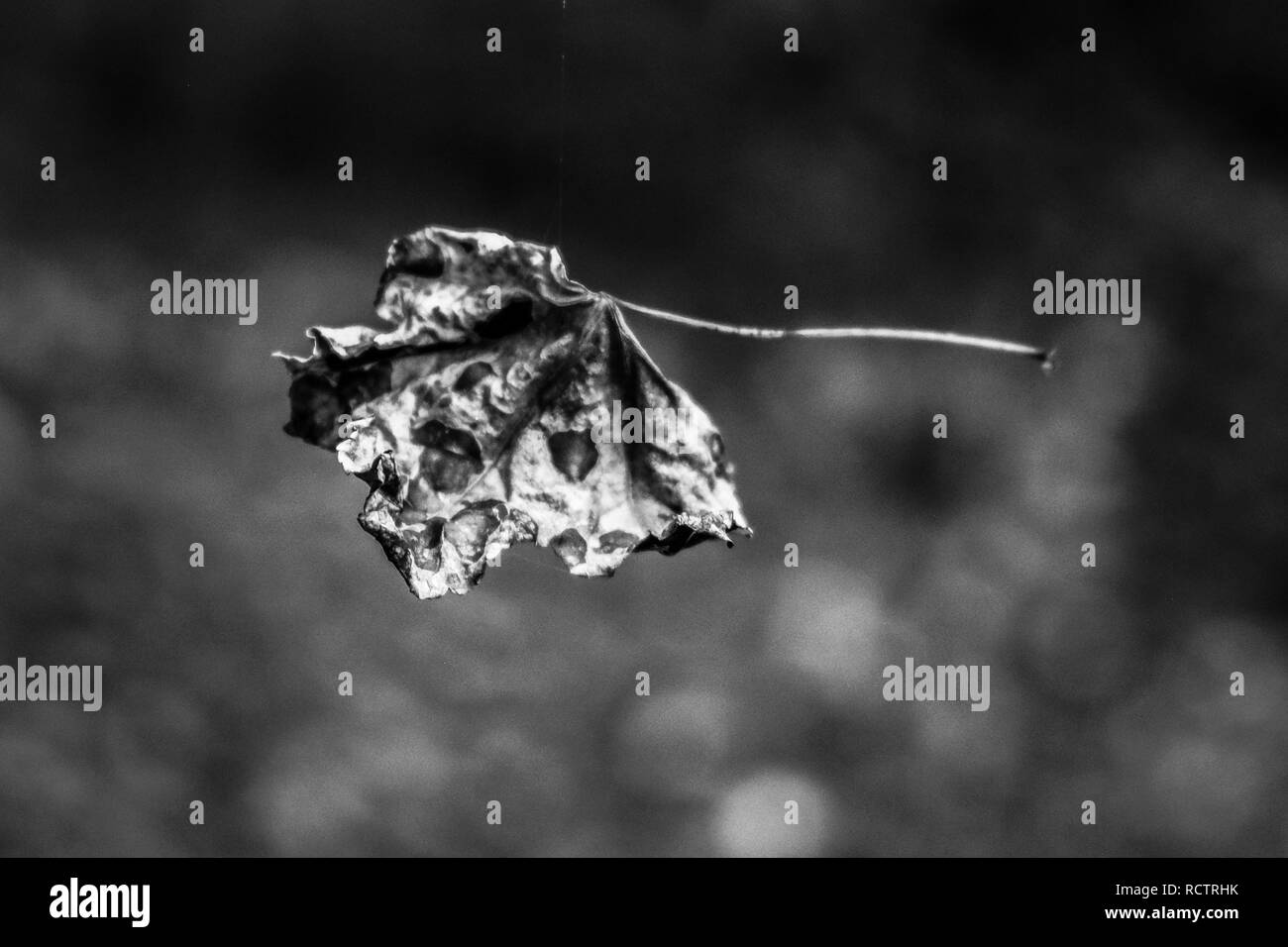 In bianco e nero di un singolo essiccato tulip poplar foglie sospese da un trefolo di spiderweb nella foresta. Foto Stock