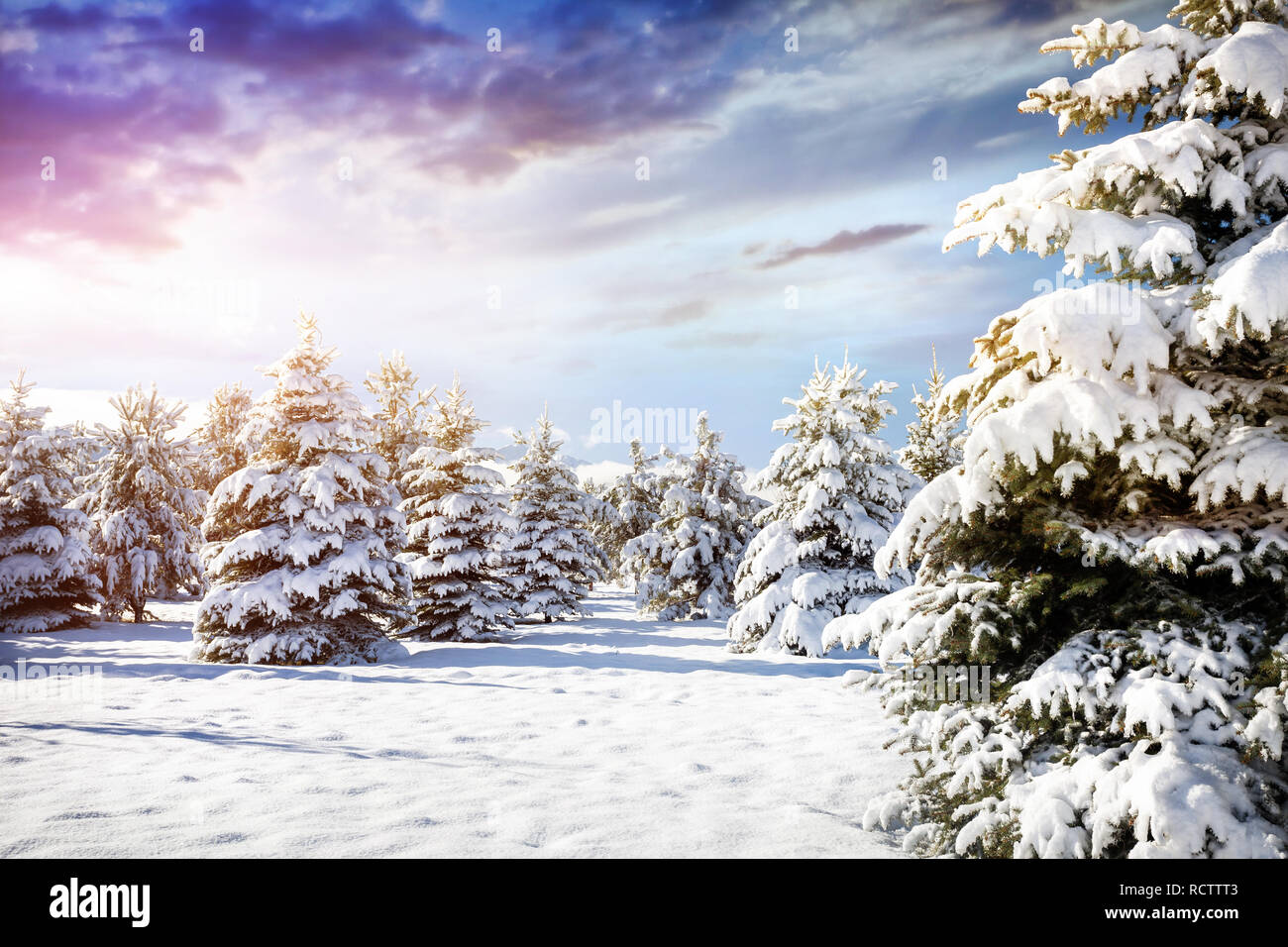 Paesaggio montano invernale di pineta con tanta neve al cielo viola Foto Stock