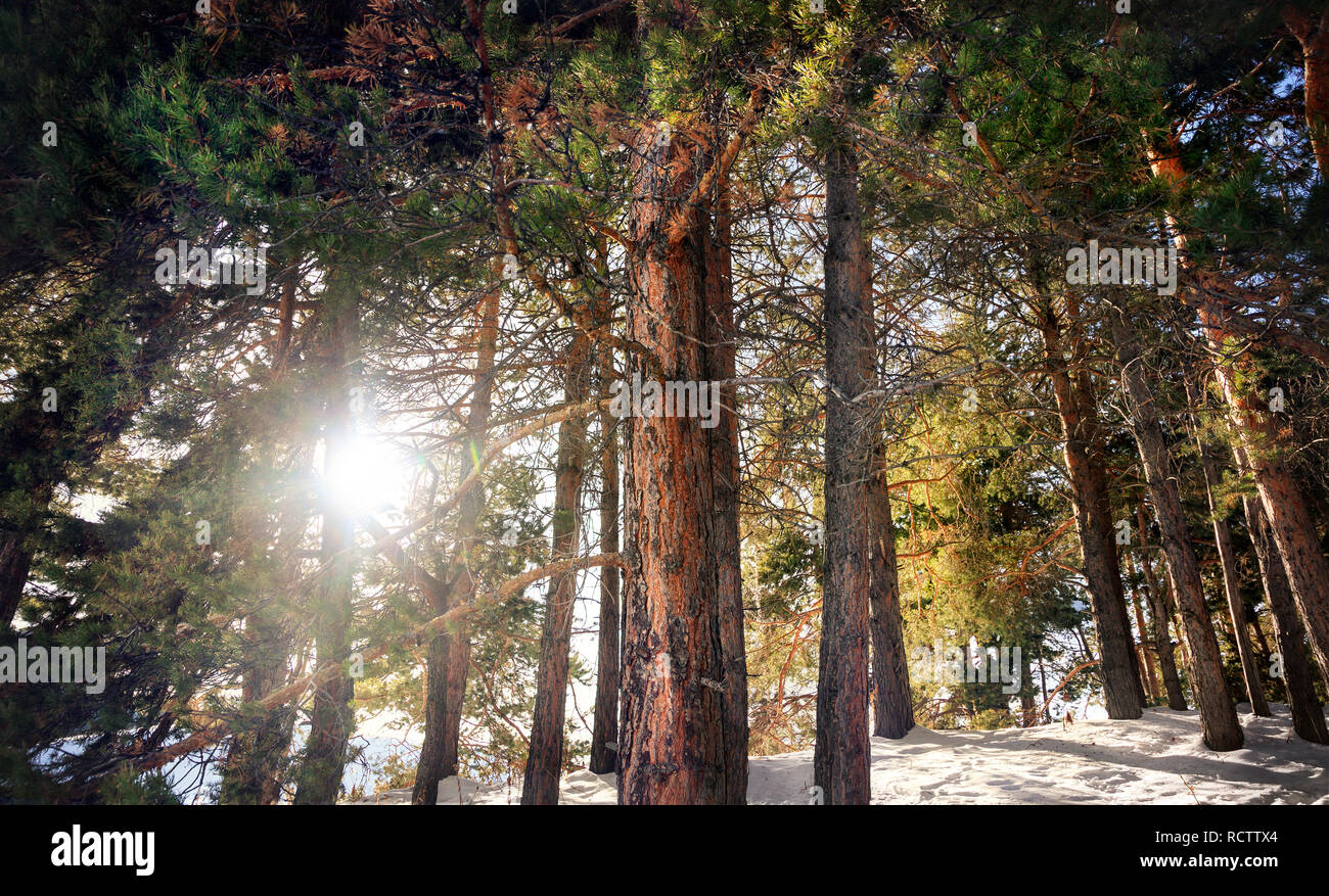 In inverno la foresta di pini di montagna con Rising Sun Foto Stock