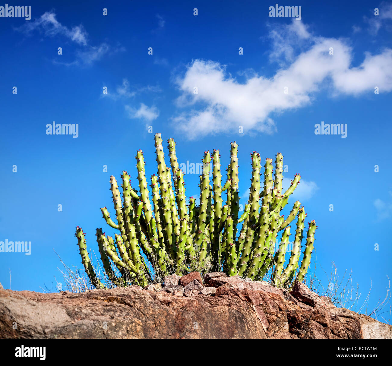 Cactus a rocce di cielo blu nel deserto del Rajhastan, India Foto Stock